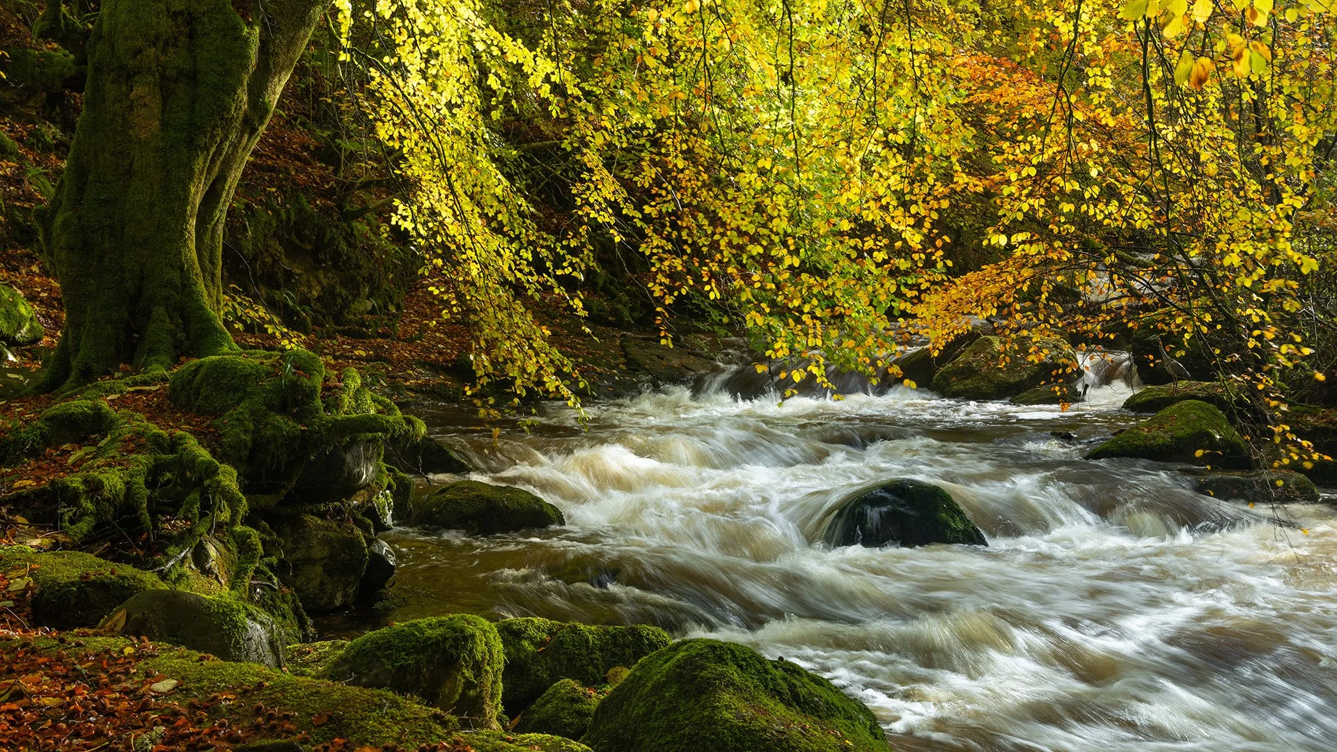 The Birks of Aberfeldy.jpg