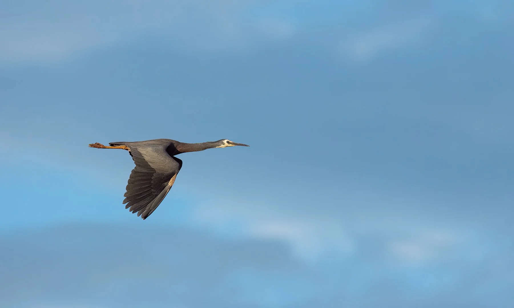 _Q3A0579-Edit topaz test Heron-topaz-denoise-enhance-sharpen.jpg