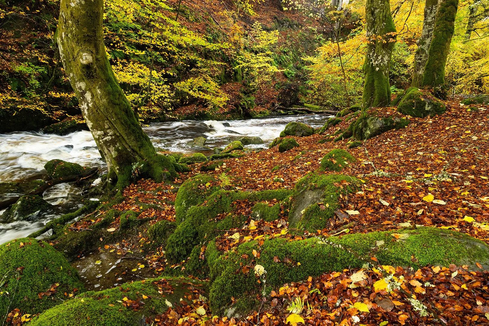 The Birks of Aberfeldy-1.jpg