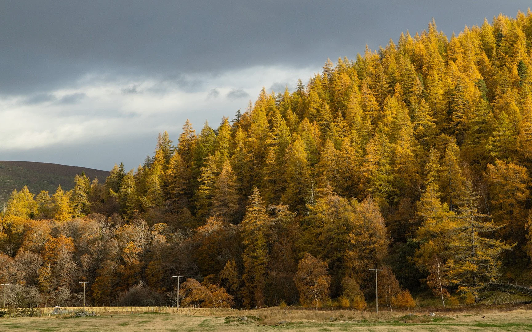 Larch Trees-2.jpg