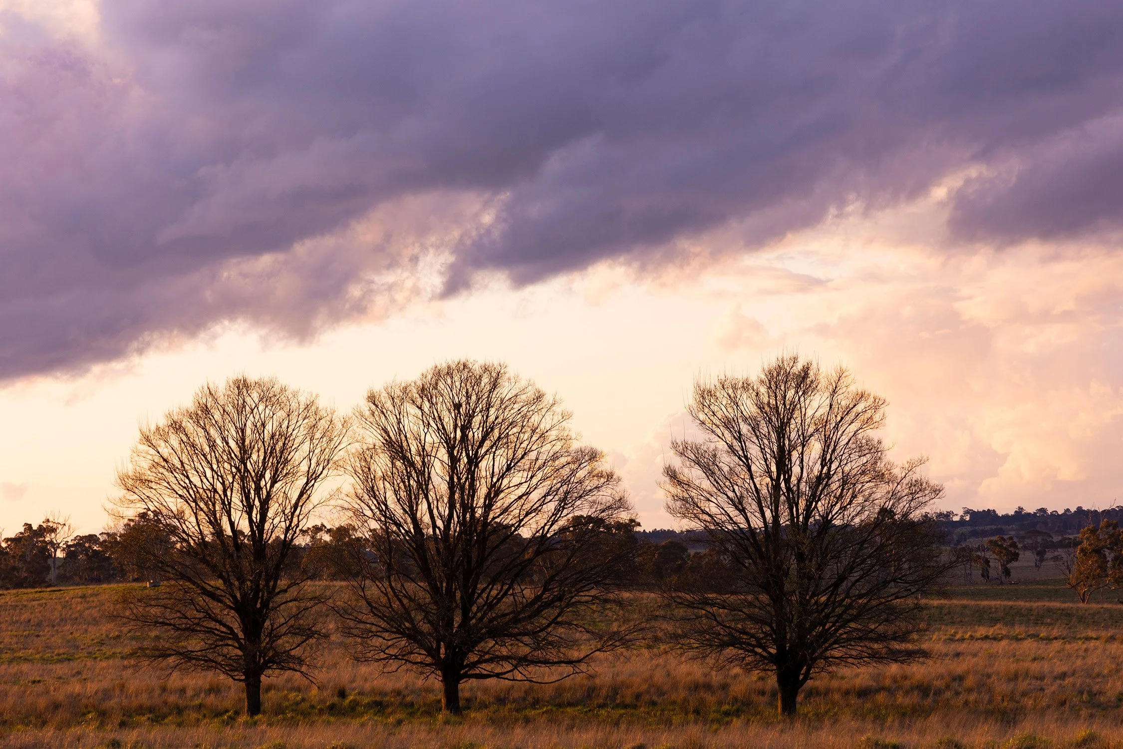 _Q3A1986 Dangarsleigh 3 trees.jpg