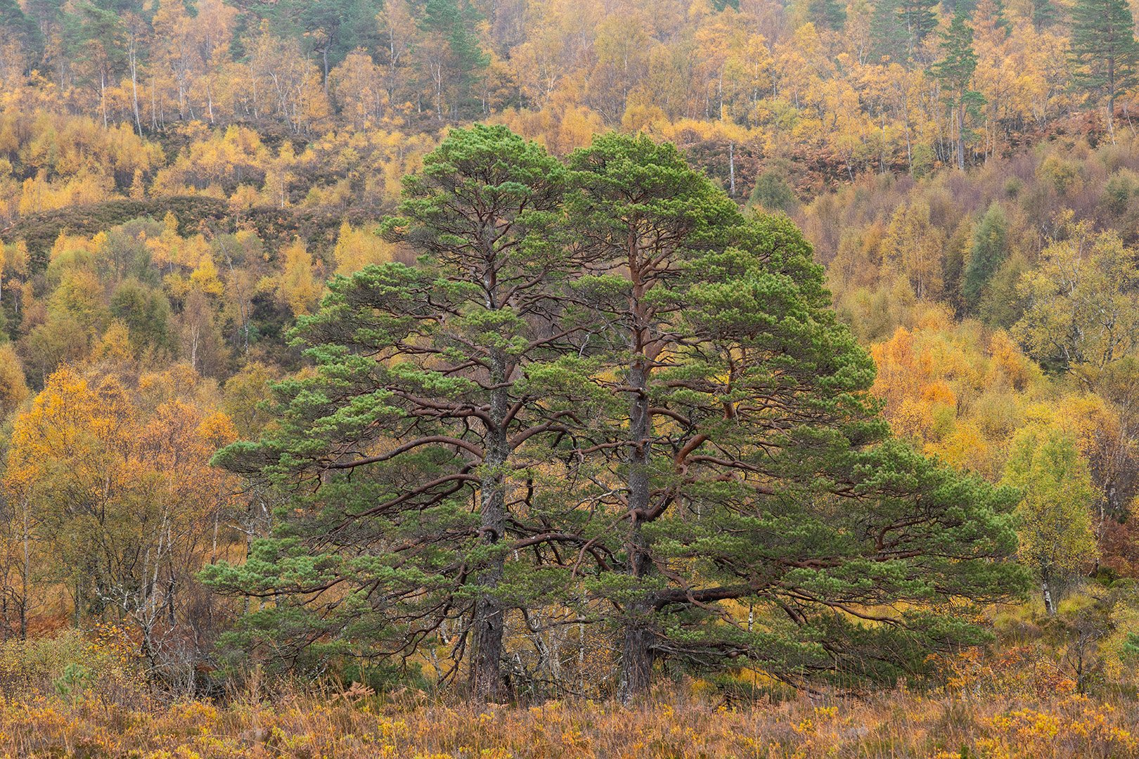 Torridon second day Scots Pine.jpg