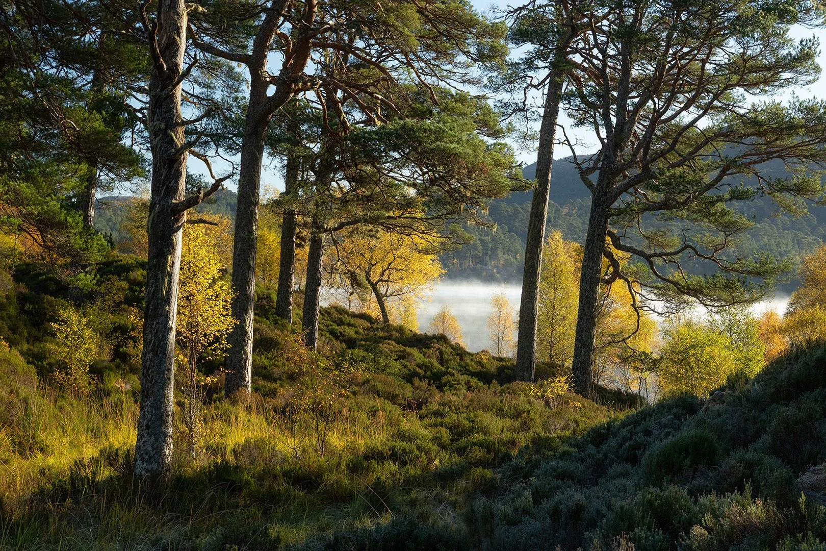 Glen Affric-13.jpg
