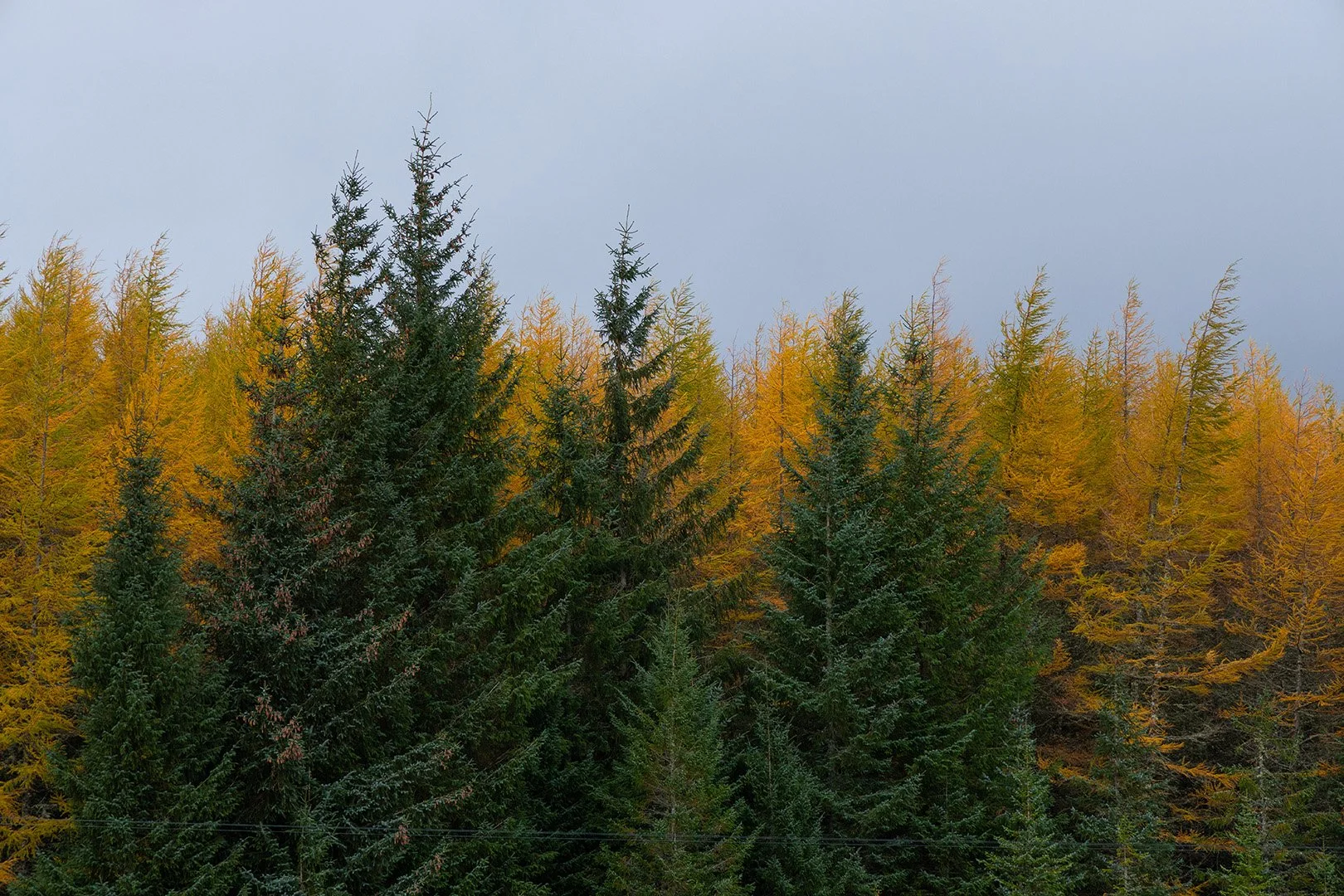 Larch Trees.jpg