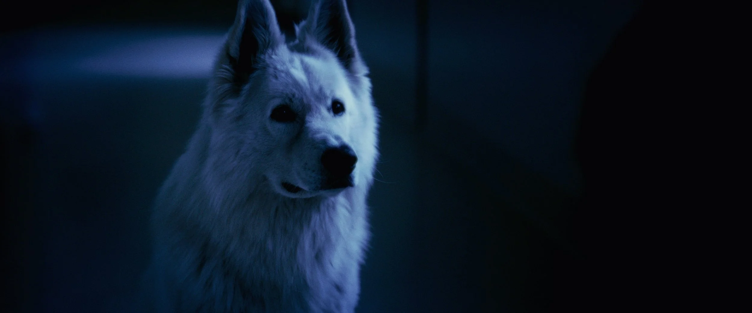 TheDog-Still-13.jpg