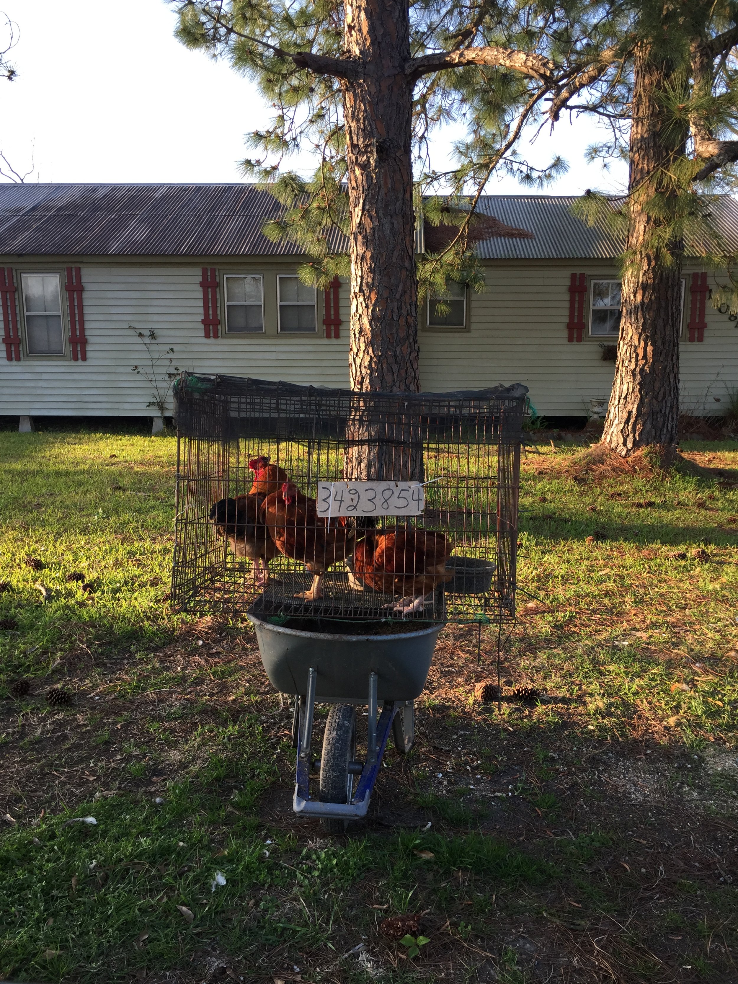 Breaux Bridge, Louisiana Photo by Robin Guidry