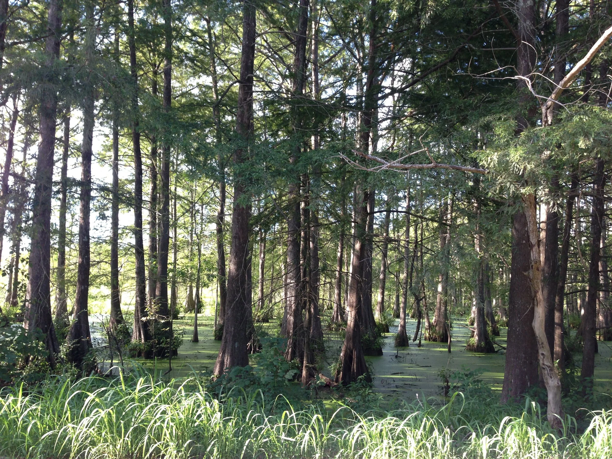 Breaux Bridge, Louisiana Photo by Robin Guidry