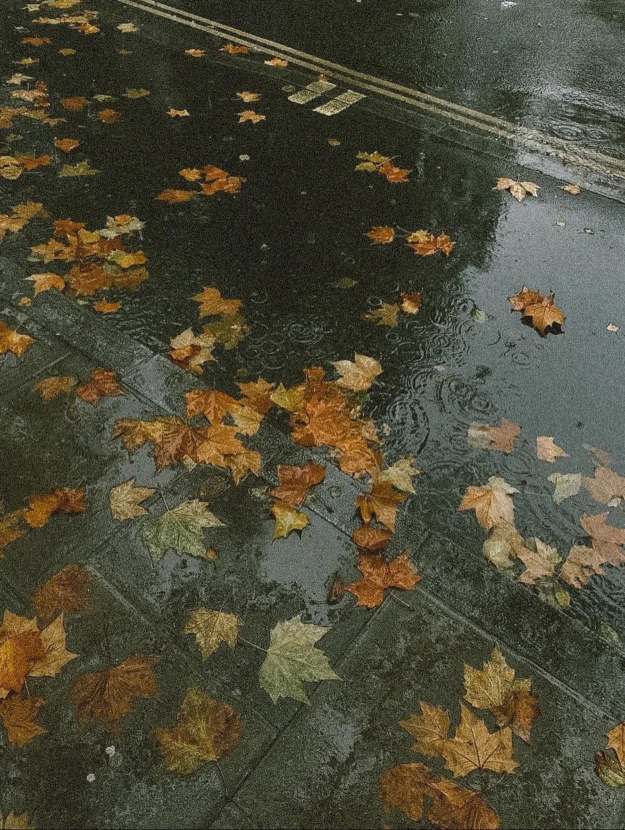 Rainy Autumn Days Inspo 🍁
📷 mix of own photos and pins📌