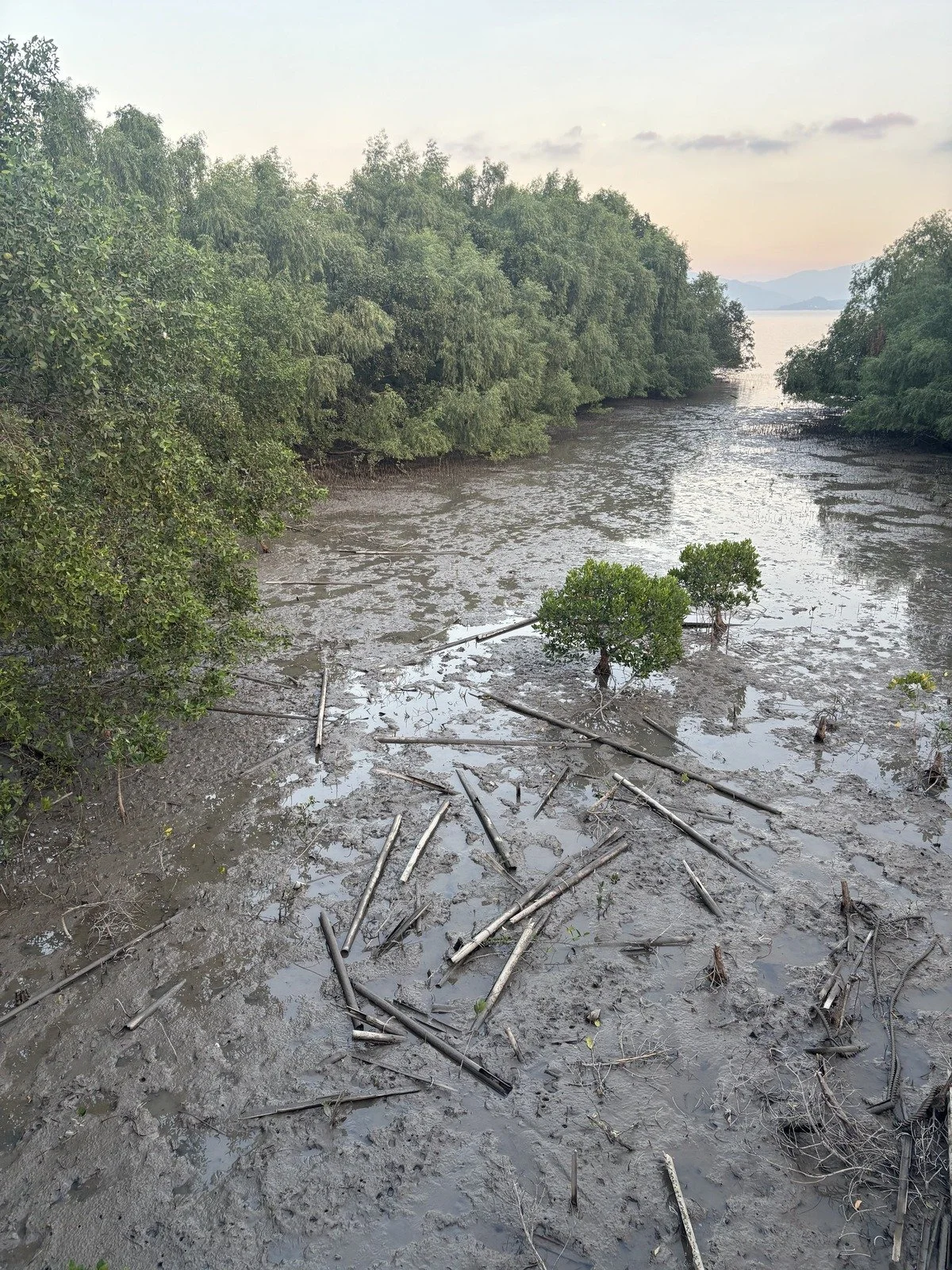 Mangrove.jpg