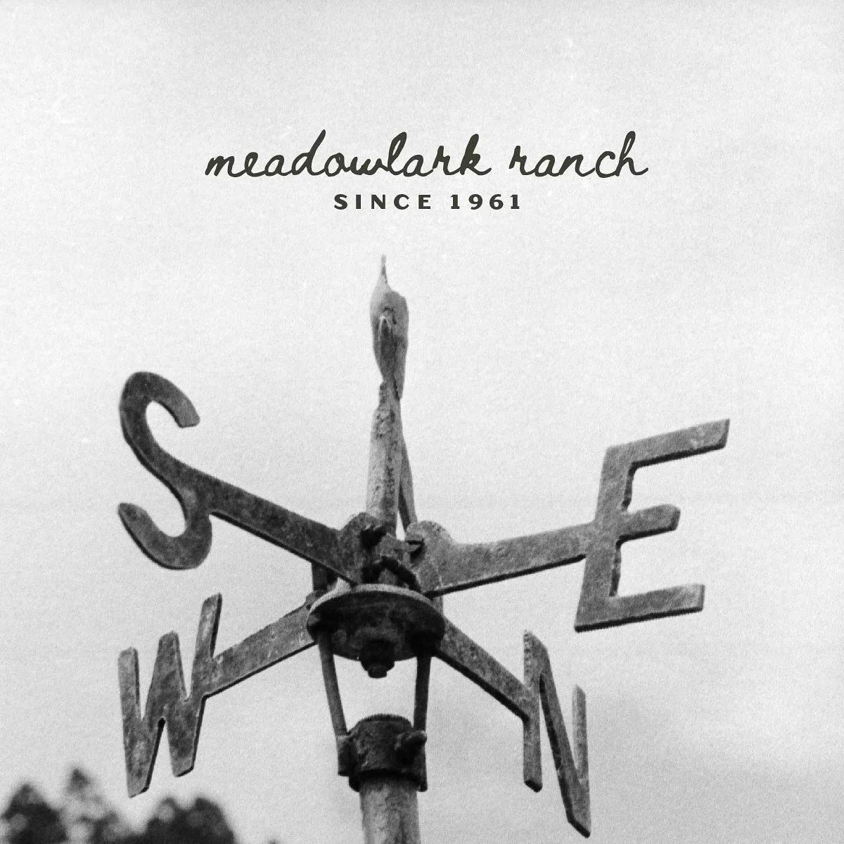 Some background for the Meadowlark Ranch branding&hellip;

The name and illustrated bird icon was inspired by the Wyoming state bird of a Western meadowlark. The bird was adopted as the state bird in 1927 boasting its unique and iconic V-shaped black