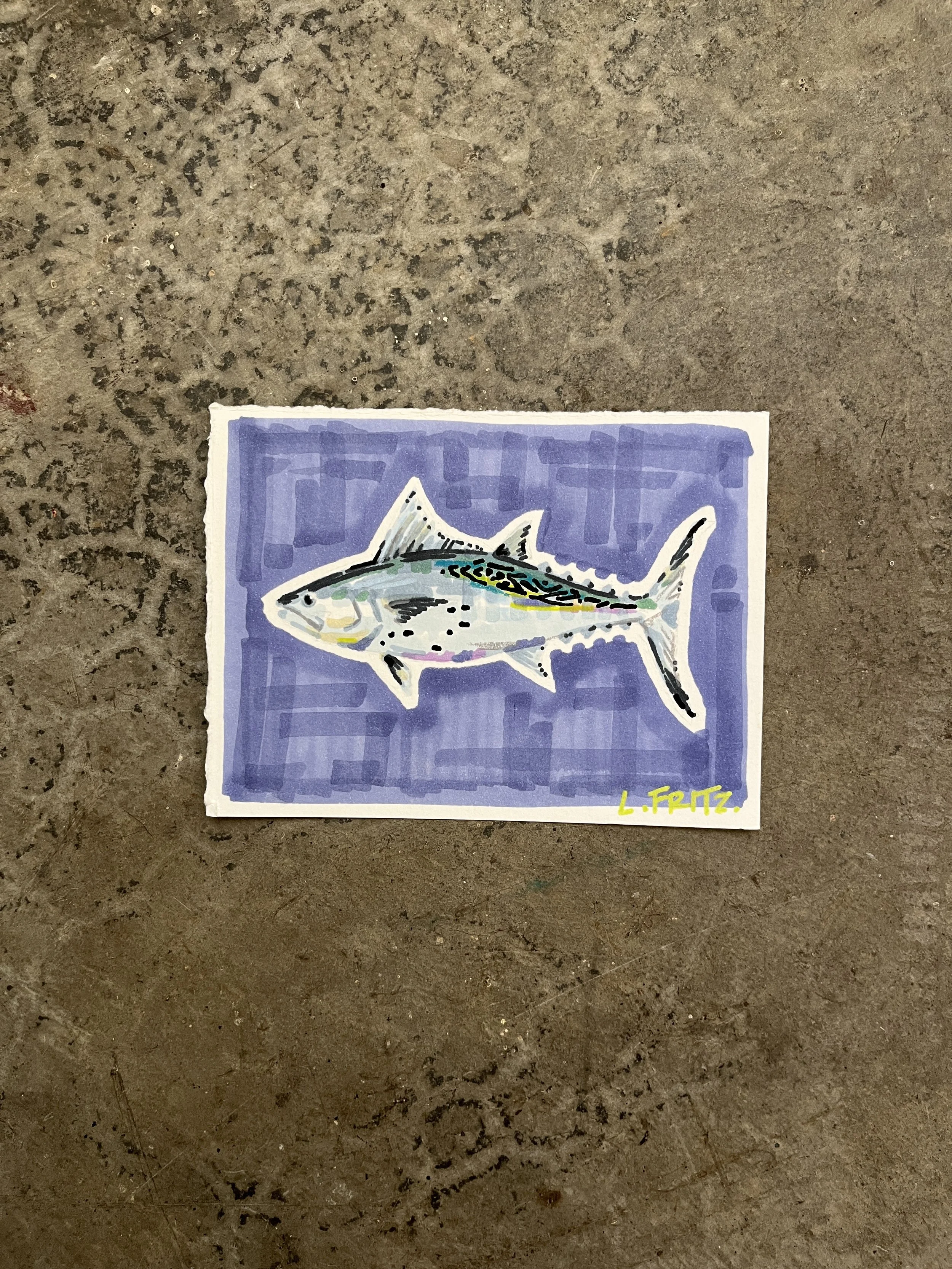 "Zipp" - False Albacore