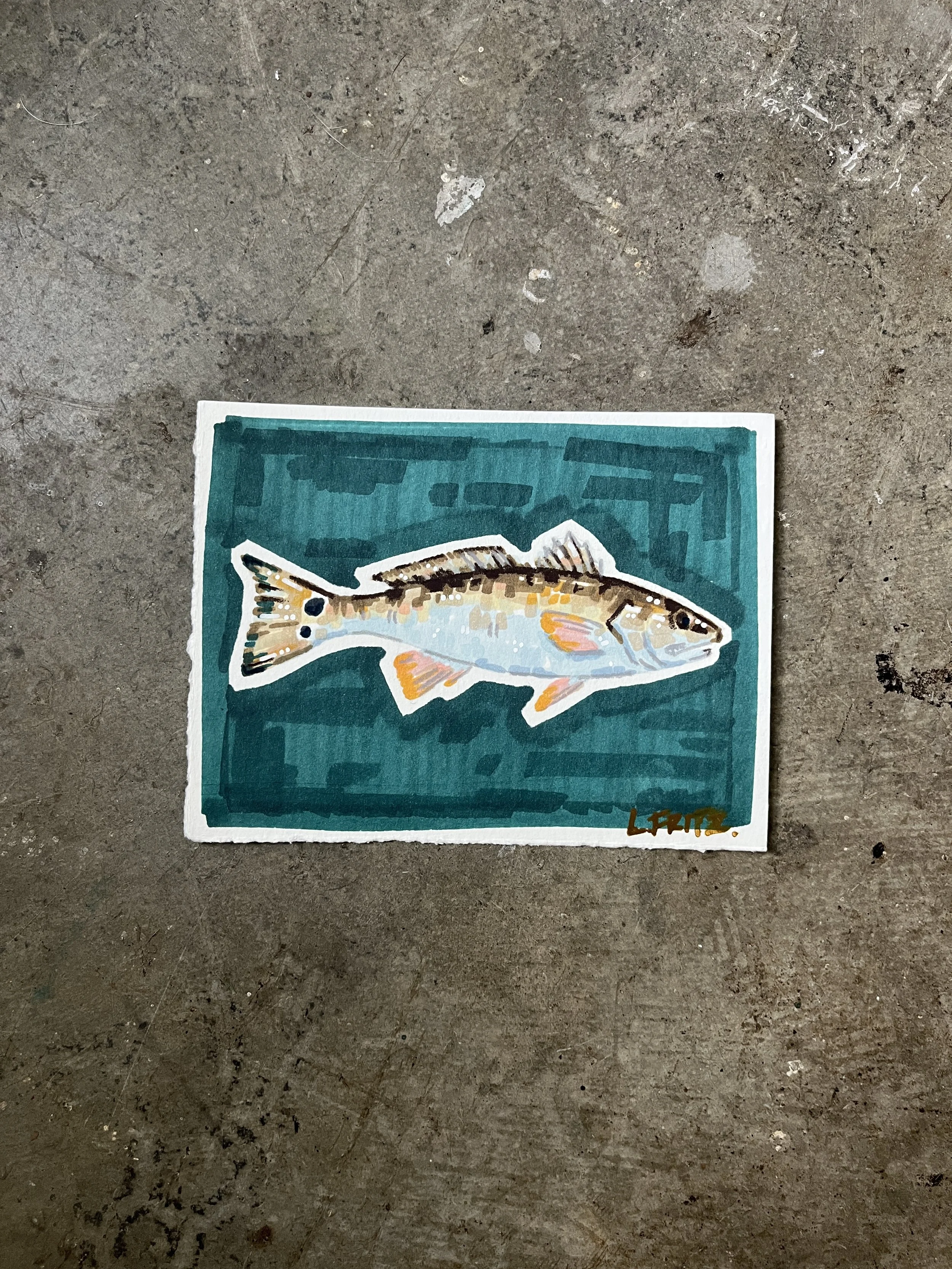 "Woody" - Double-Spot Redfish