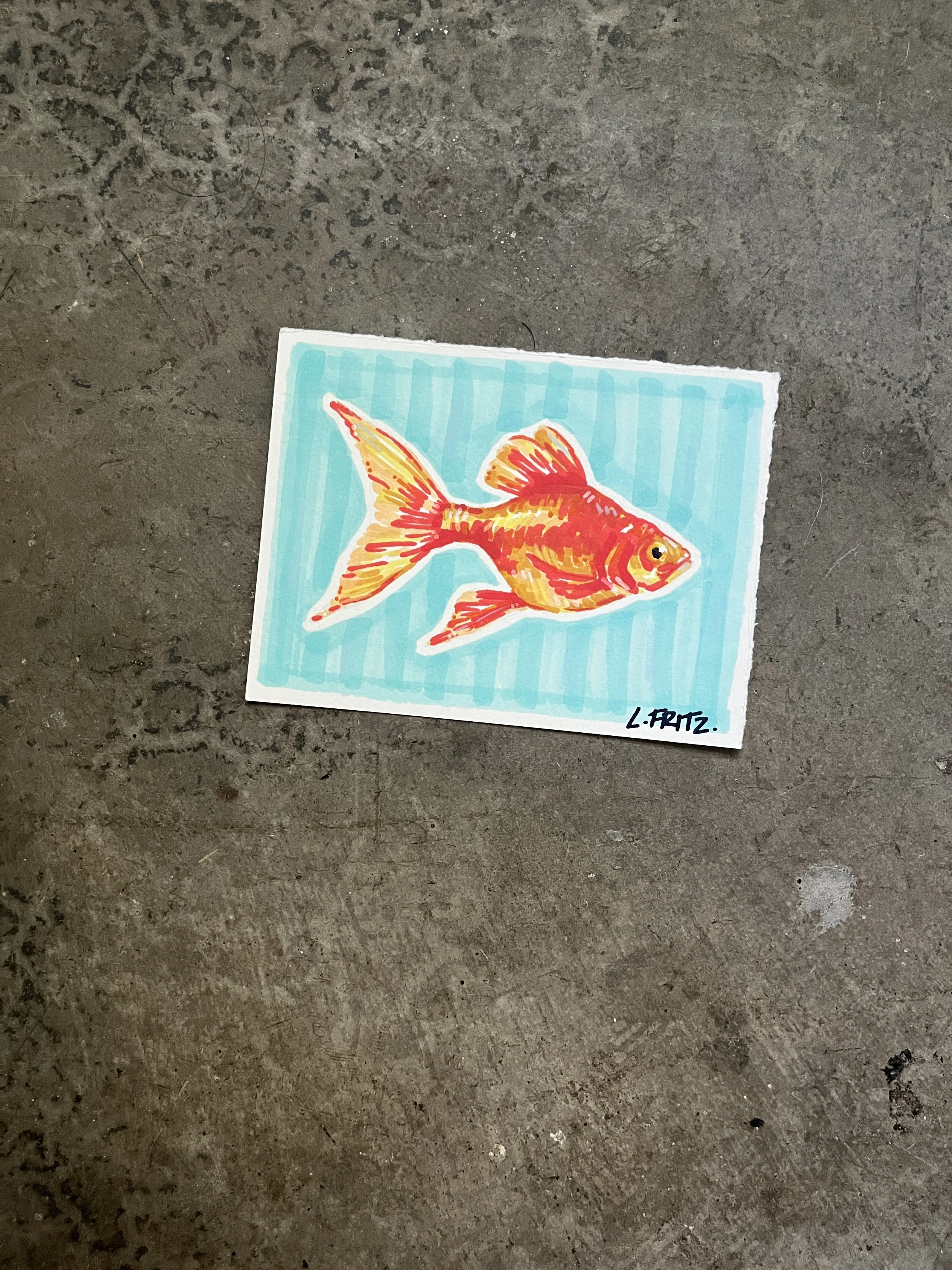 "Phineas" - Goldfish