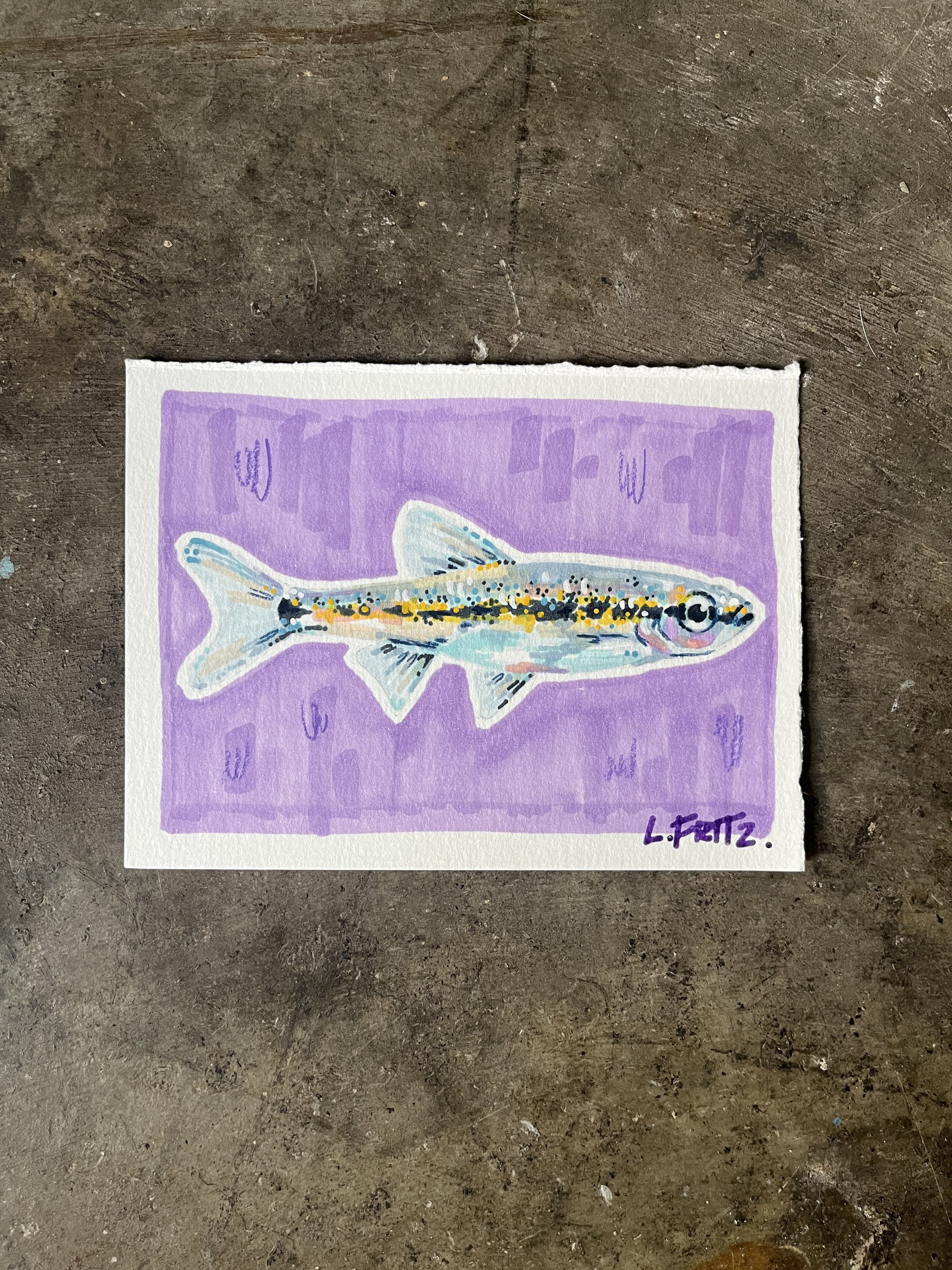 "Chip" - Minnow