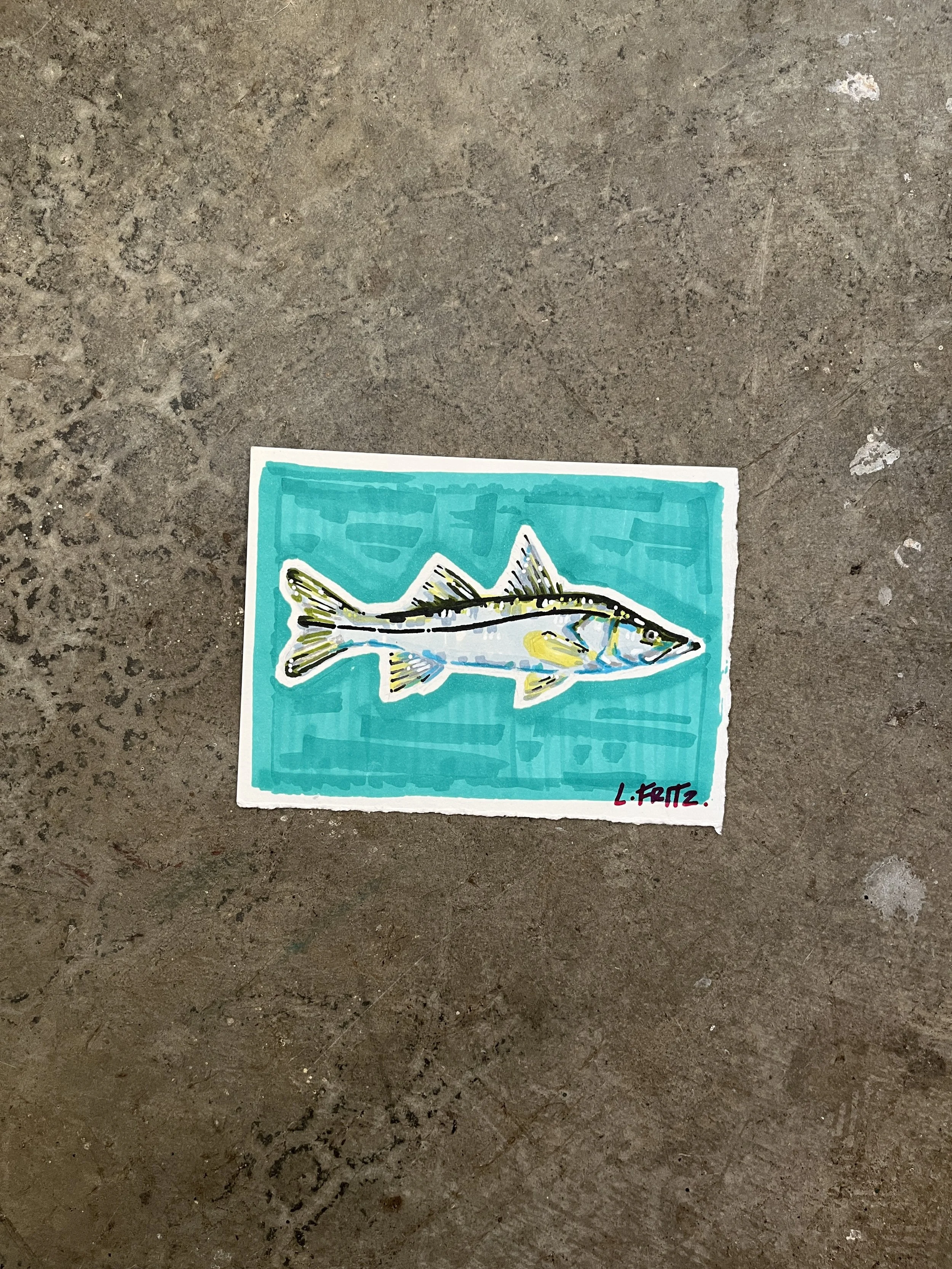 "Snyder" - Snook
