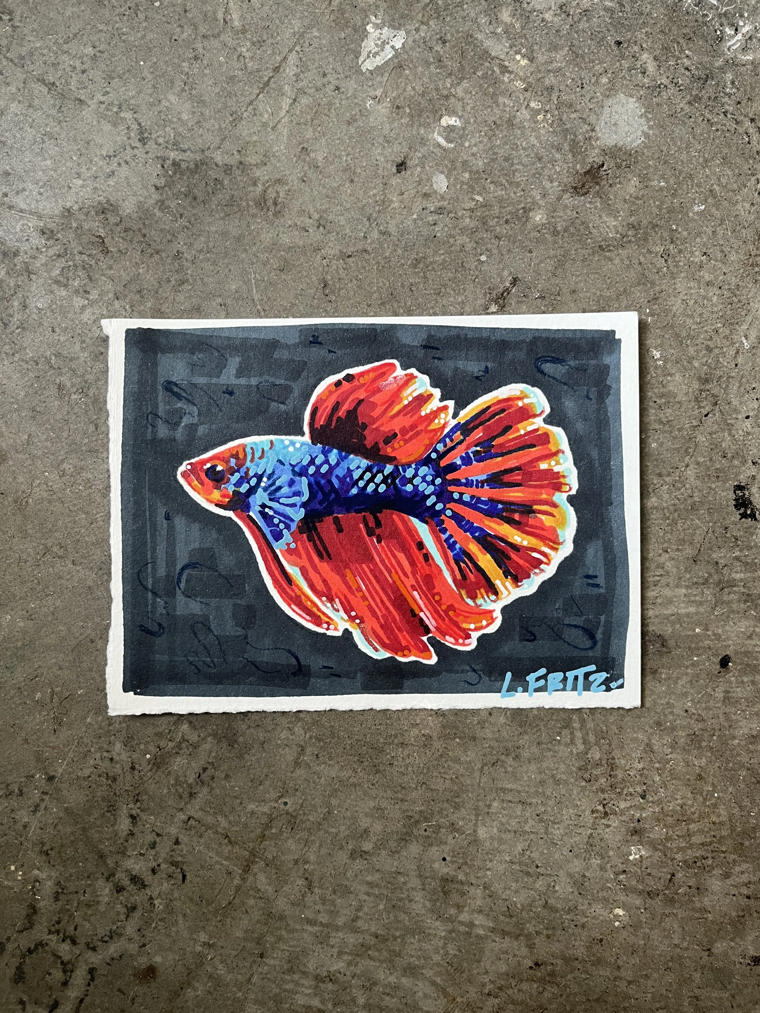 "Nova" - Betta