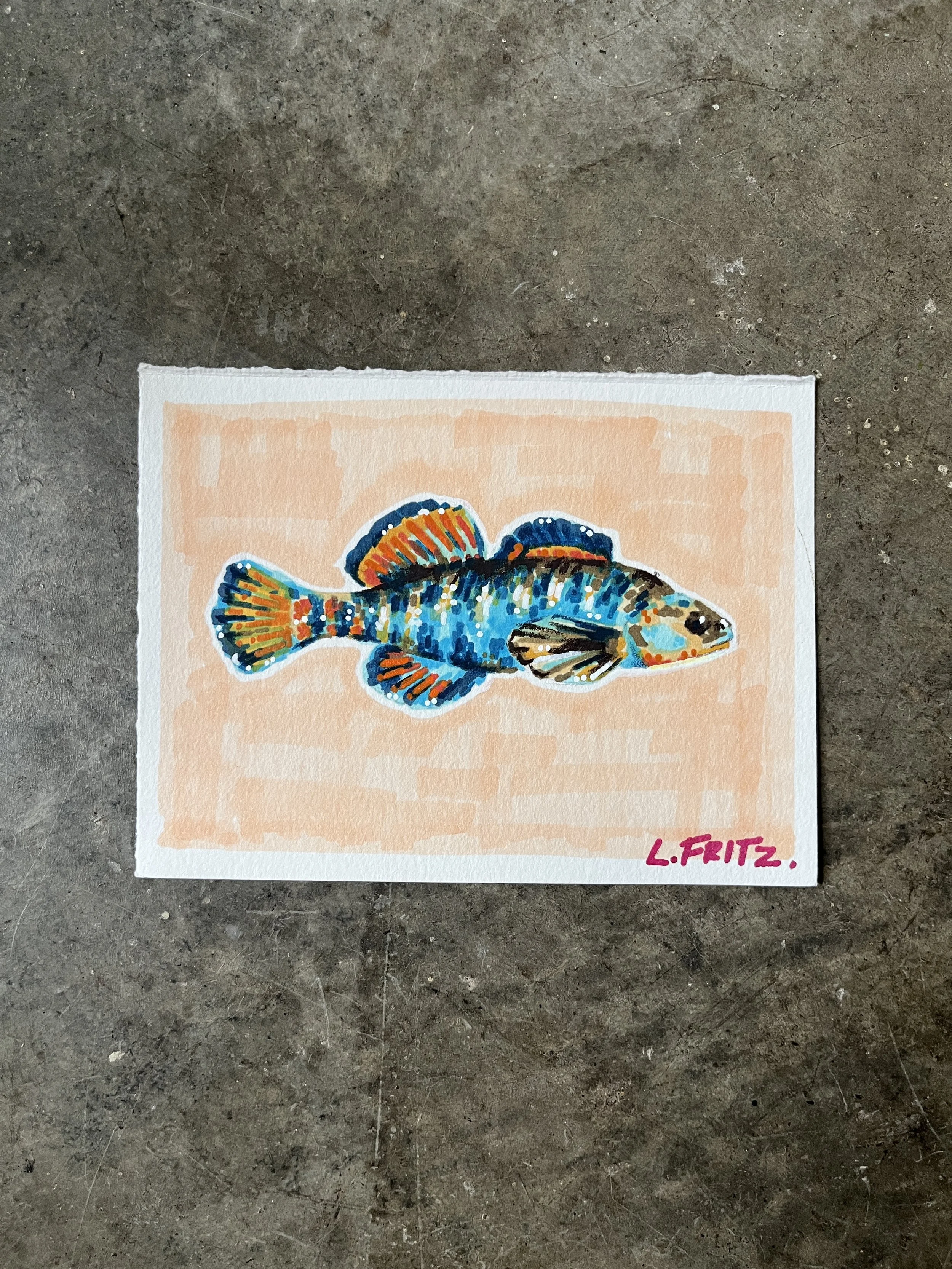 "Sid" - Rainbow Darter