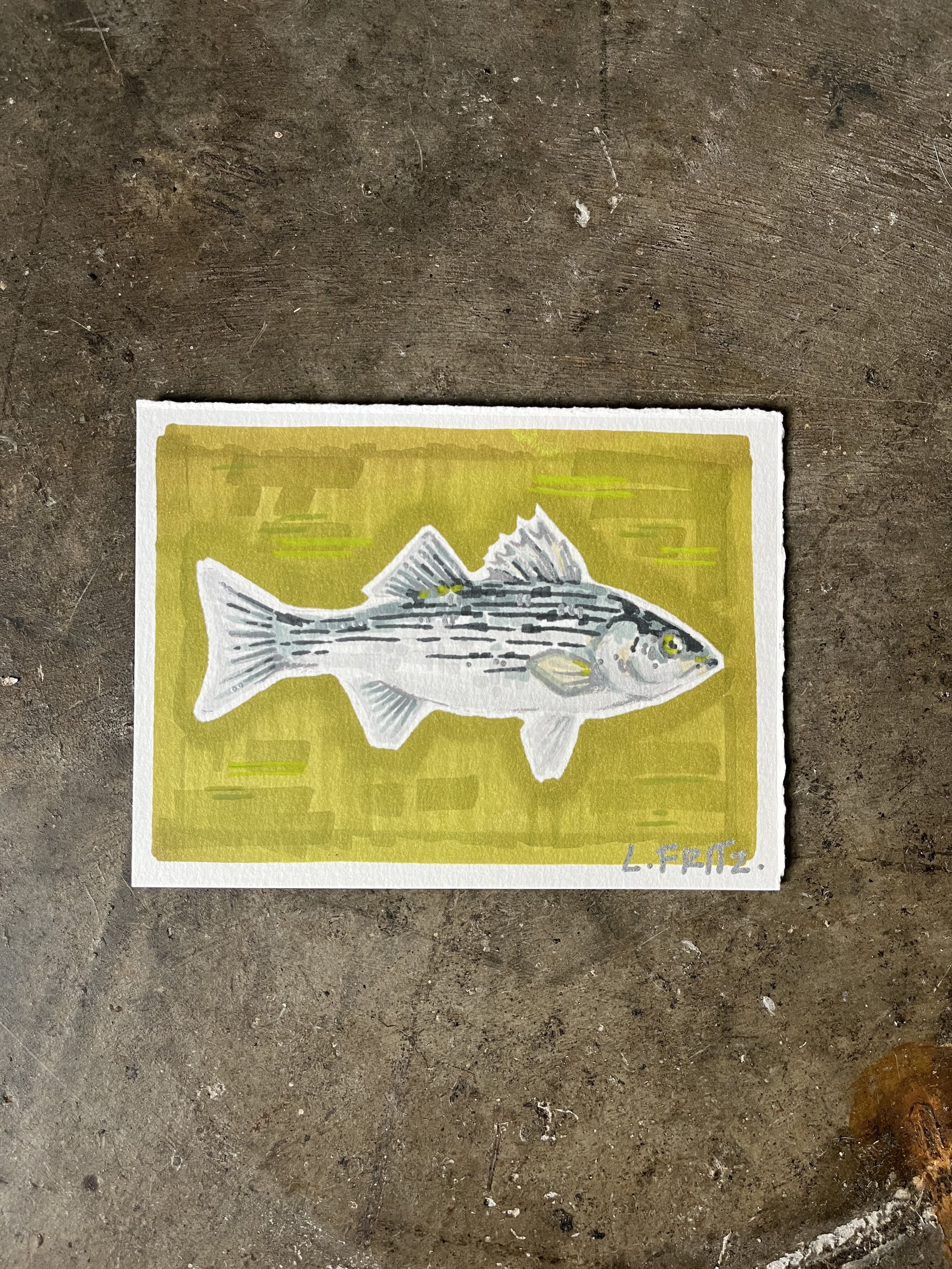 "Ripp" - Striped Bass