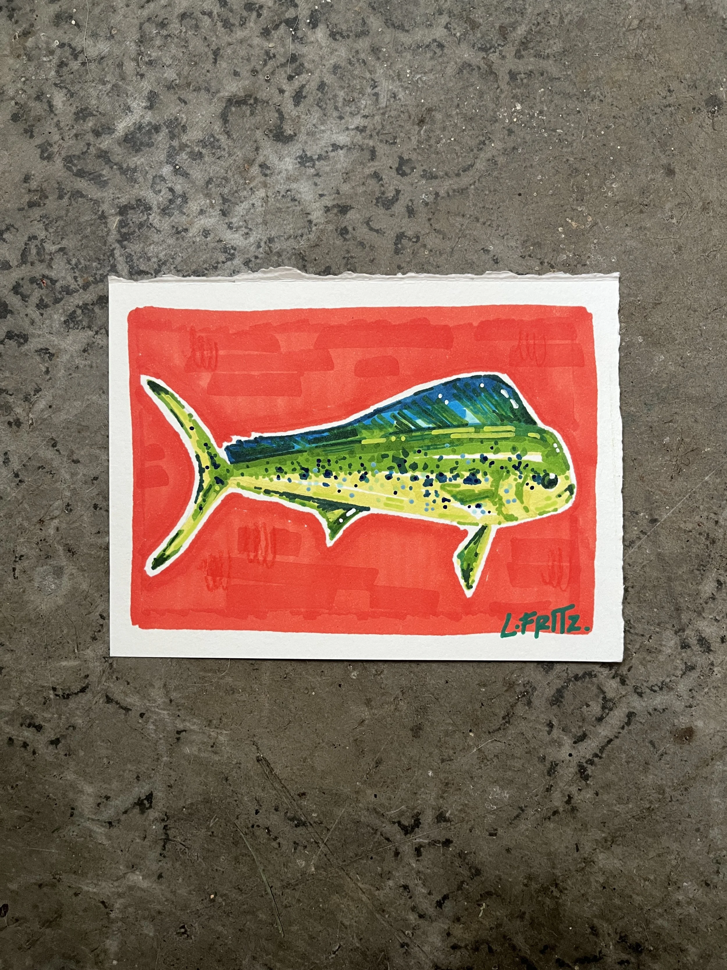 "Kona" - Mahi Mahi