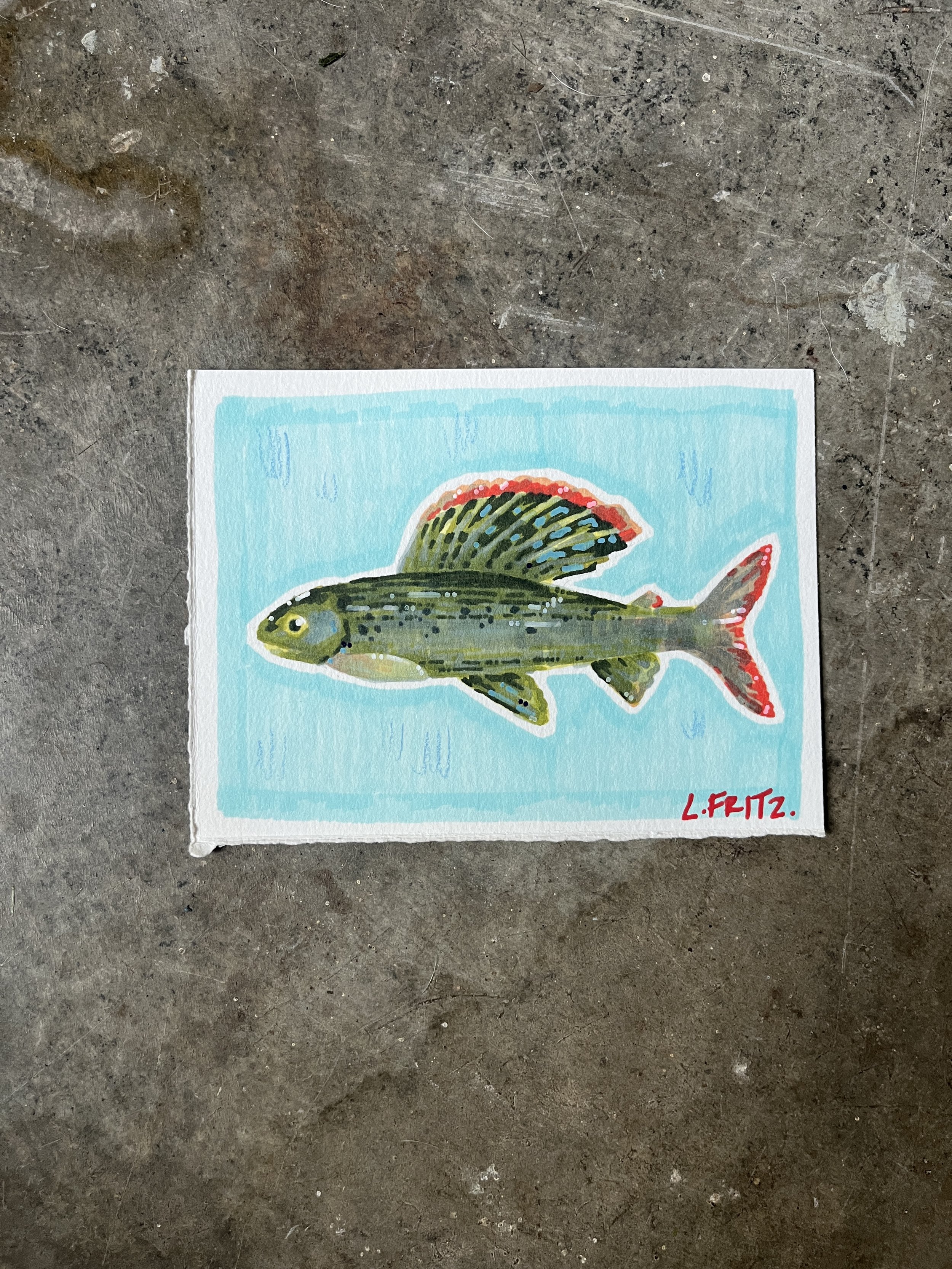 "Rhett" - Grayling