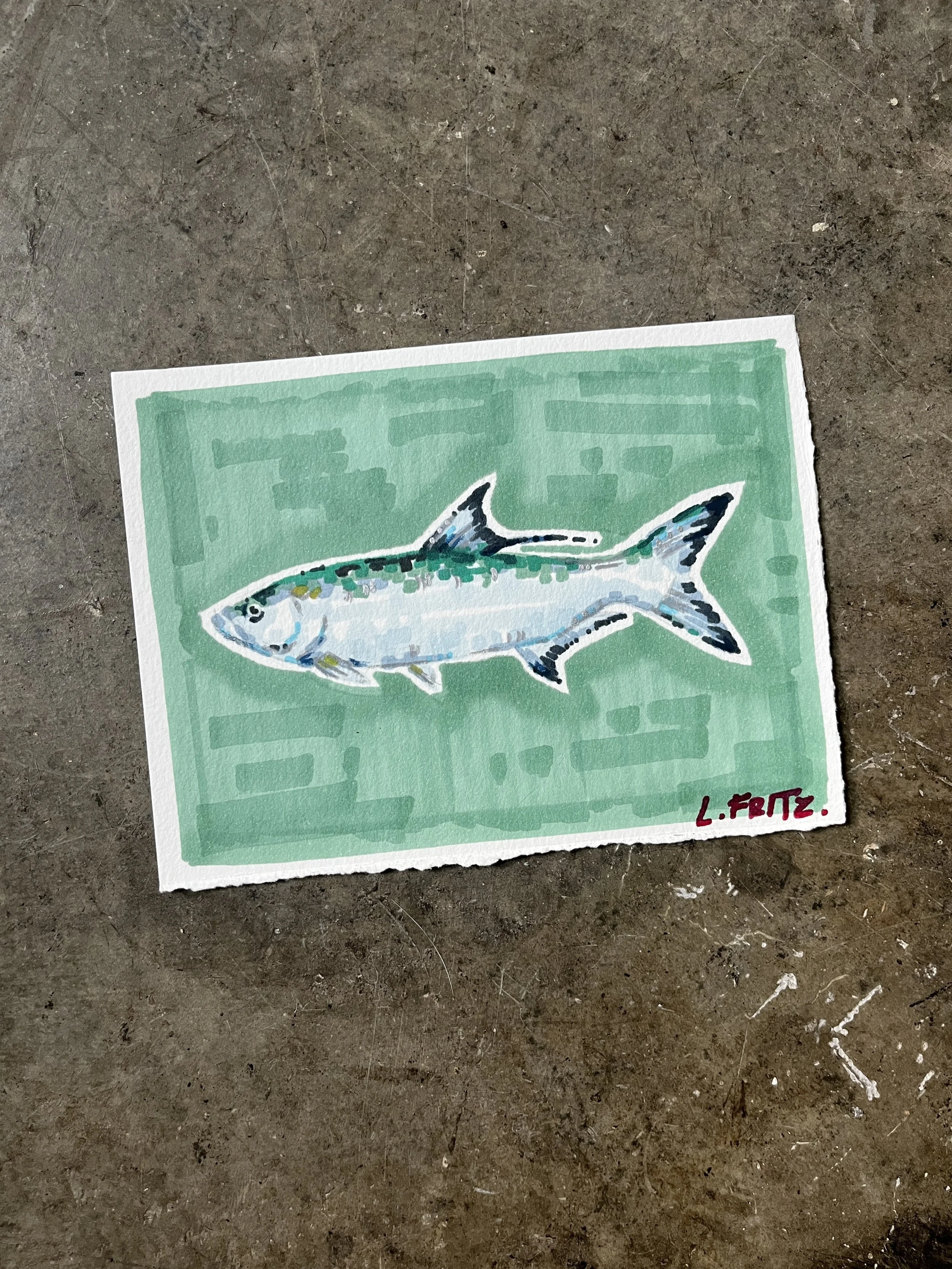 "Tony" - Tarpon