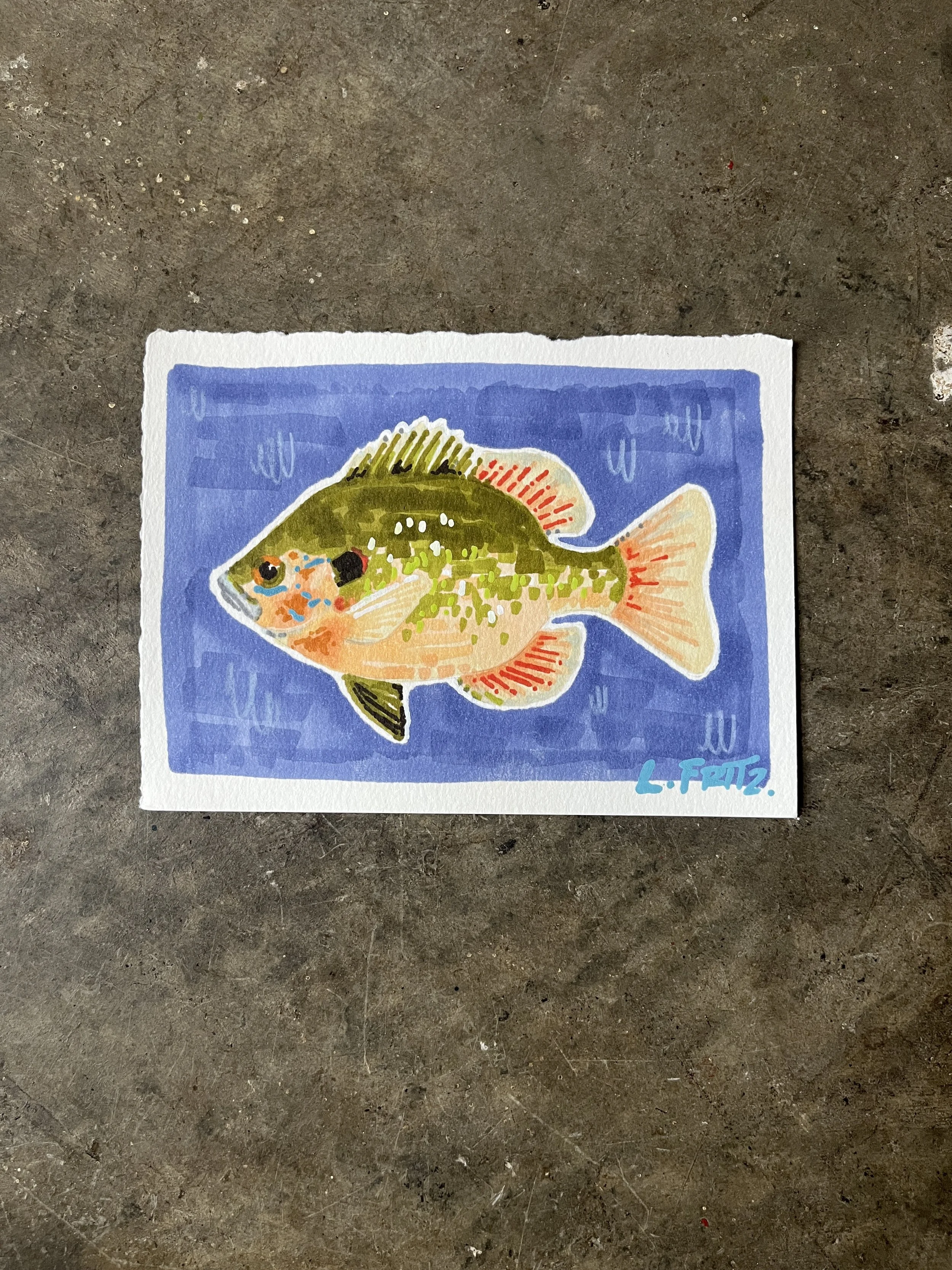 "Dolly" - Redear Sunfish