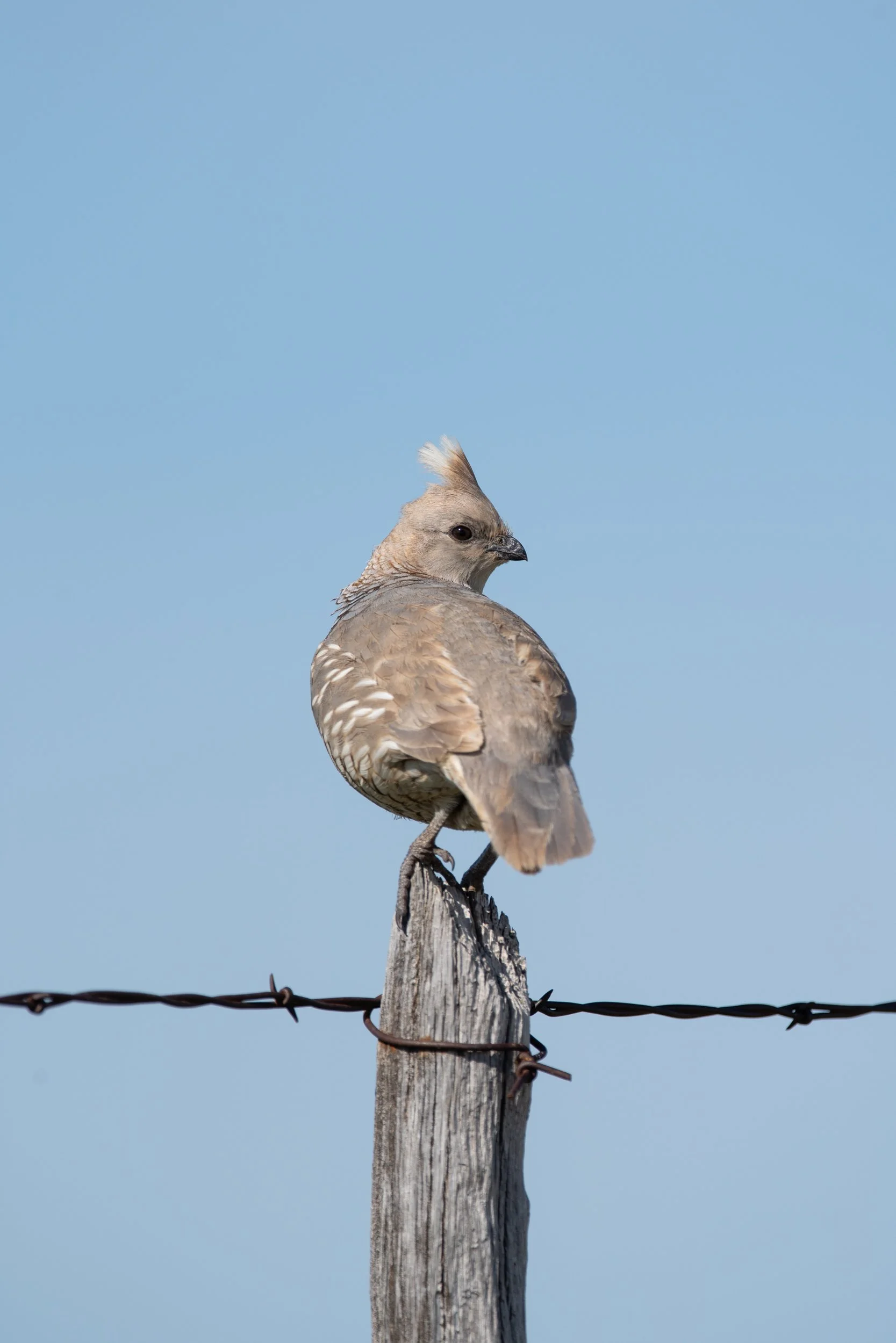 07_Aud_Scaled-Quail_00178_Photo-Evan-Barrientos.JPG