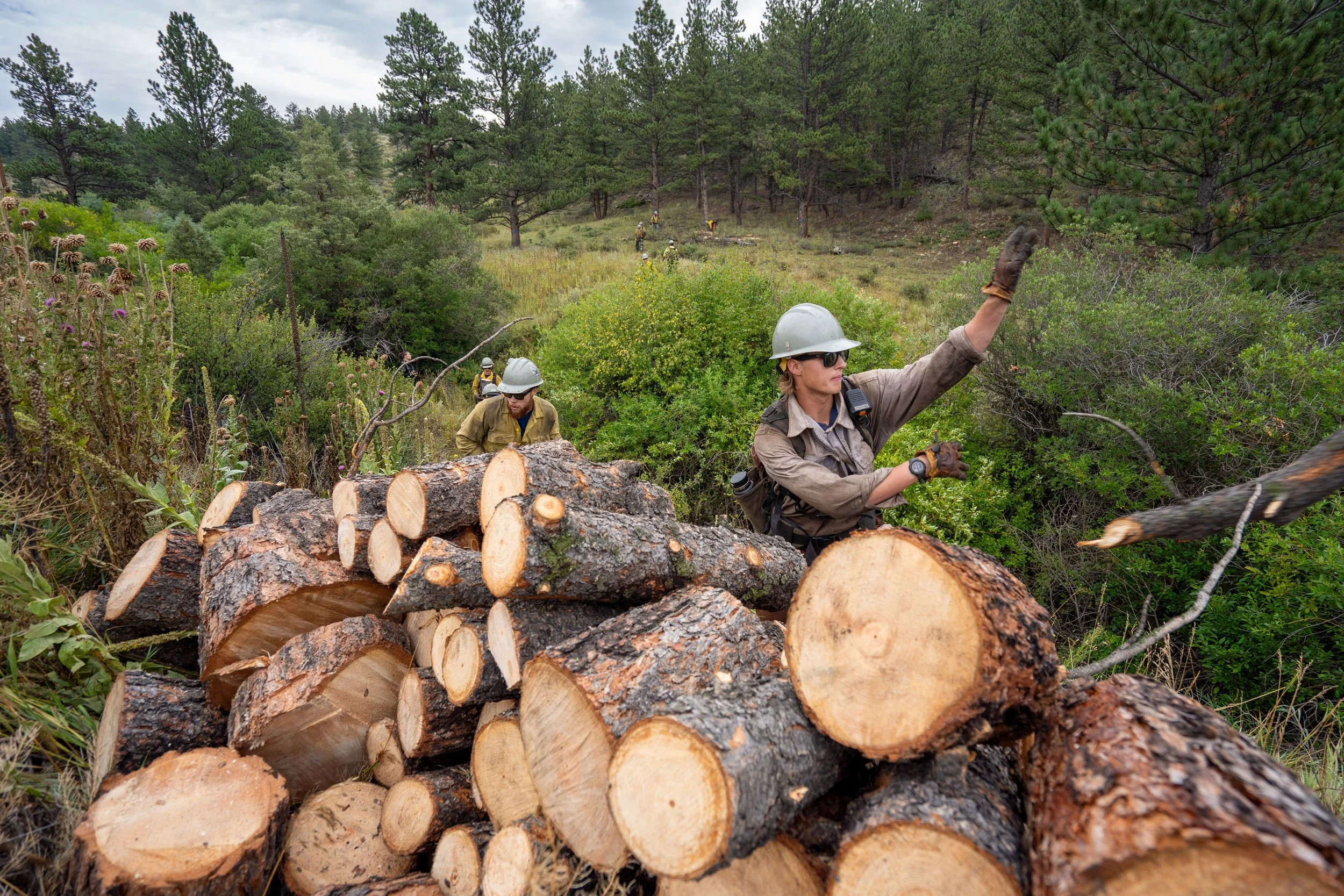 Firefighters stack sections of a tree that was cut down as part of a forest thinning/wildfire mitigation project along a road near Red Feather Lakes in Larimer County, Colorado.
