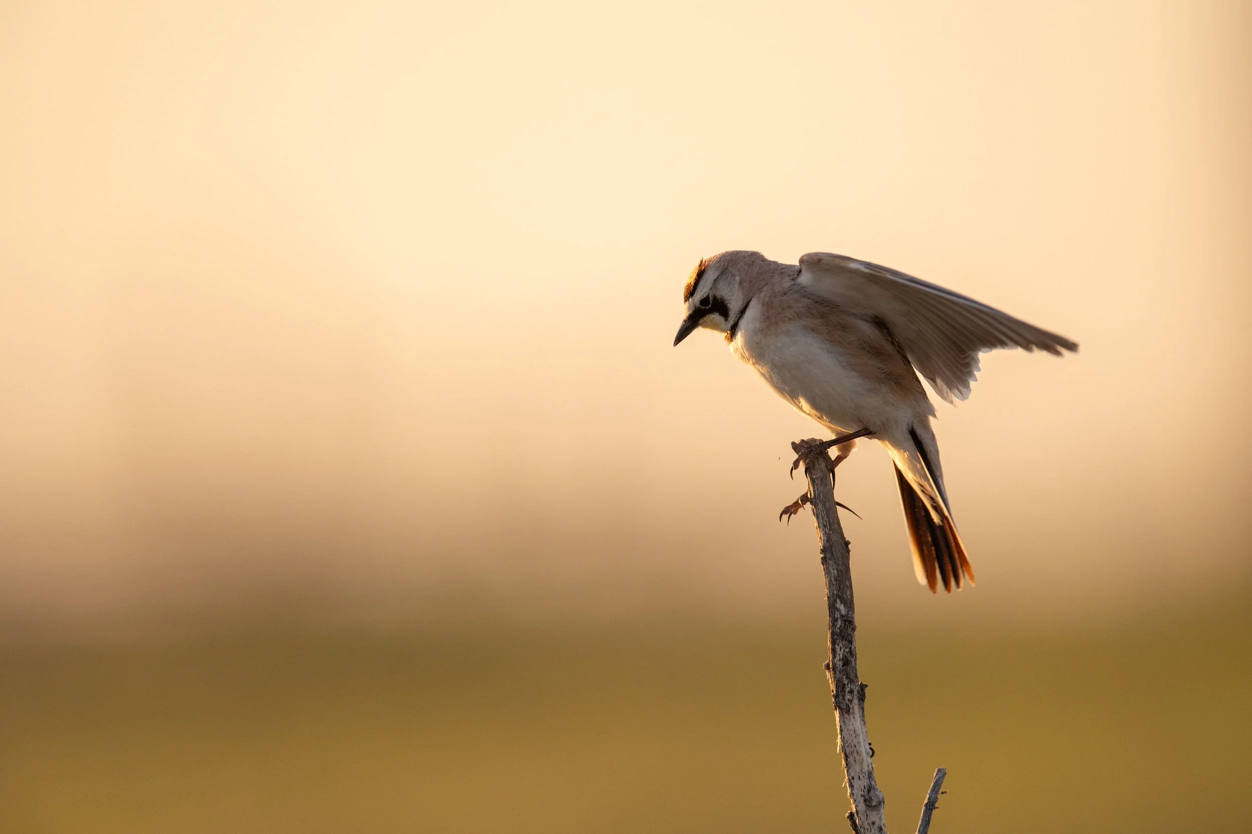 02_Aud_Horned-Lark_09796_Photo-Evan-Barrientos.JPG