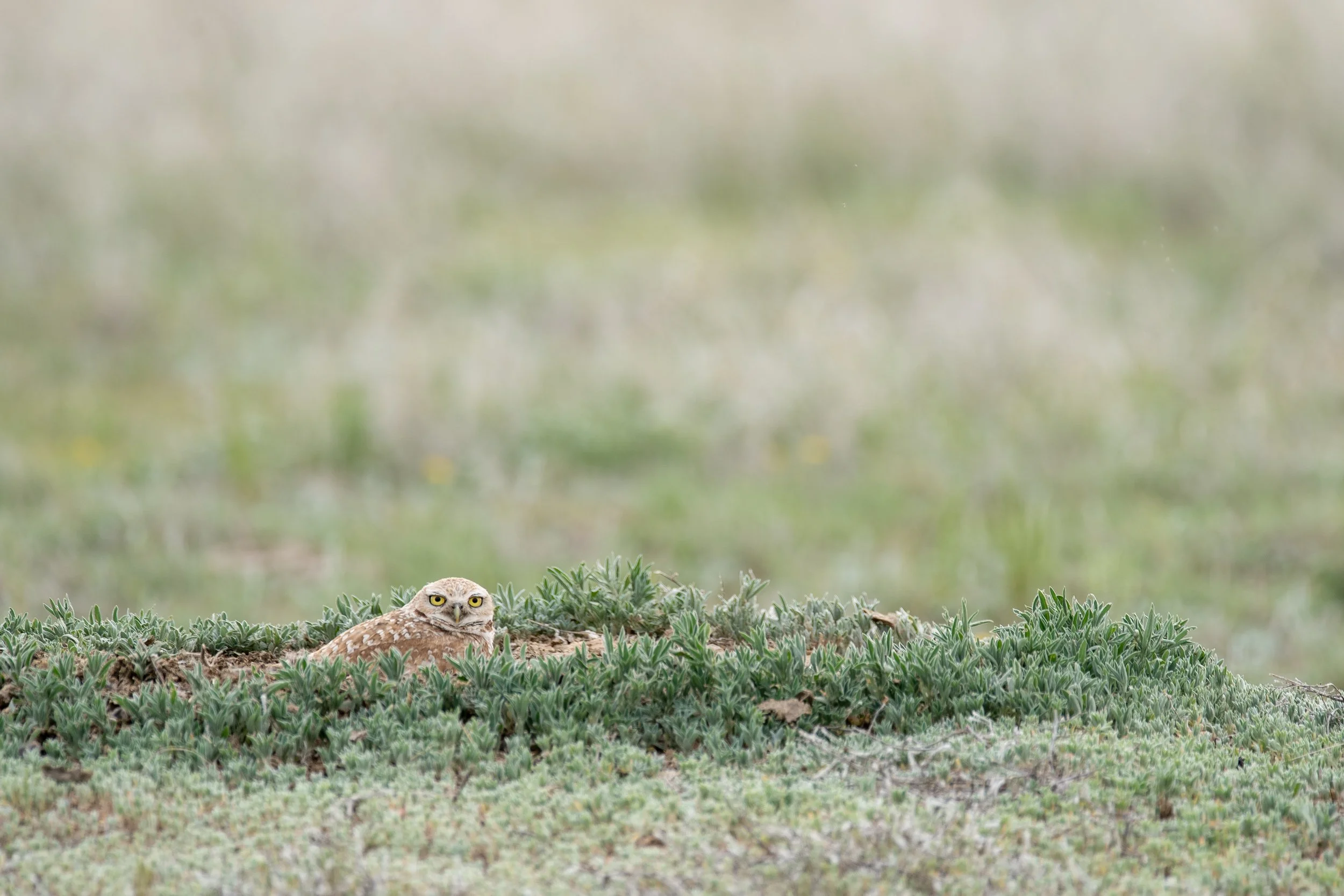 08_Aud_Burrowing-Owl_00505_Photo-Evan-Barrientos.JPG