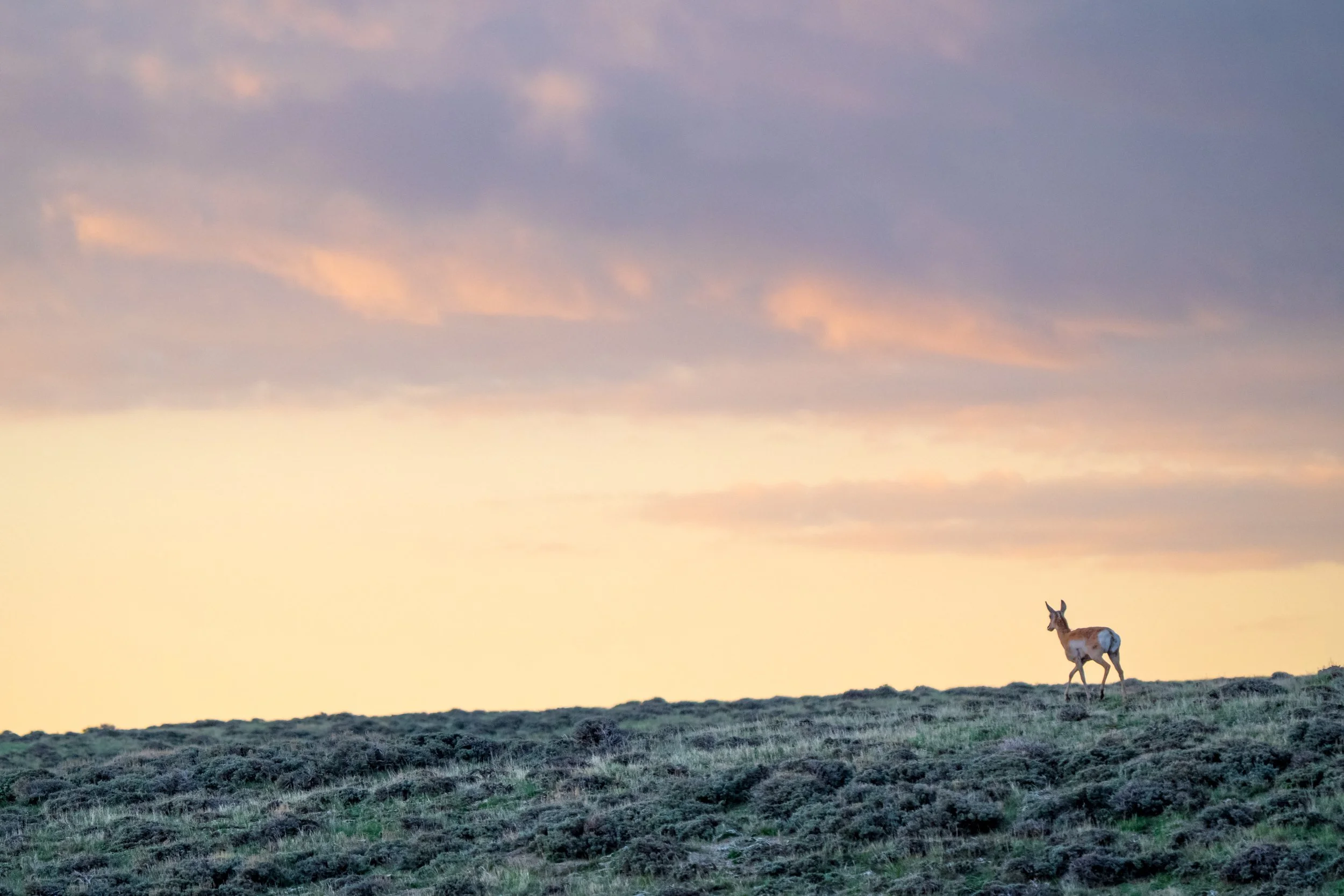 2_Aud_Pronghorn_230526-00187_Photo-Evan-Barrientos.JPG