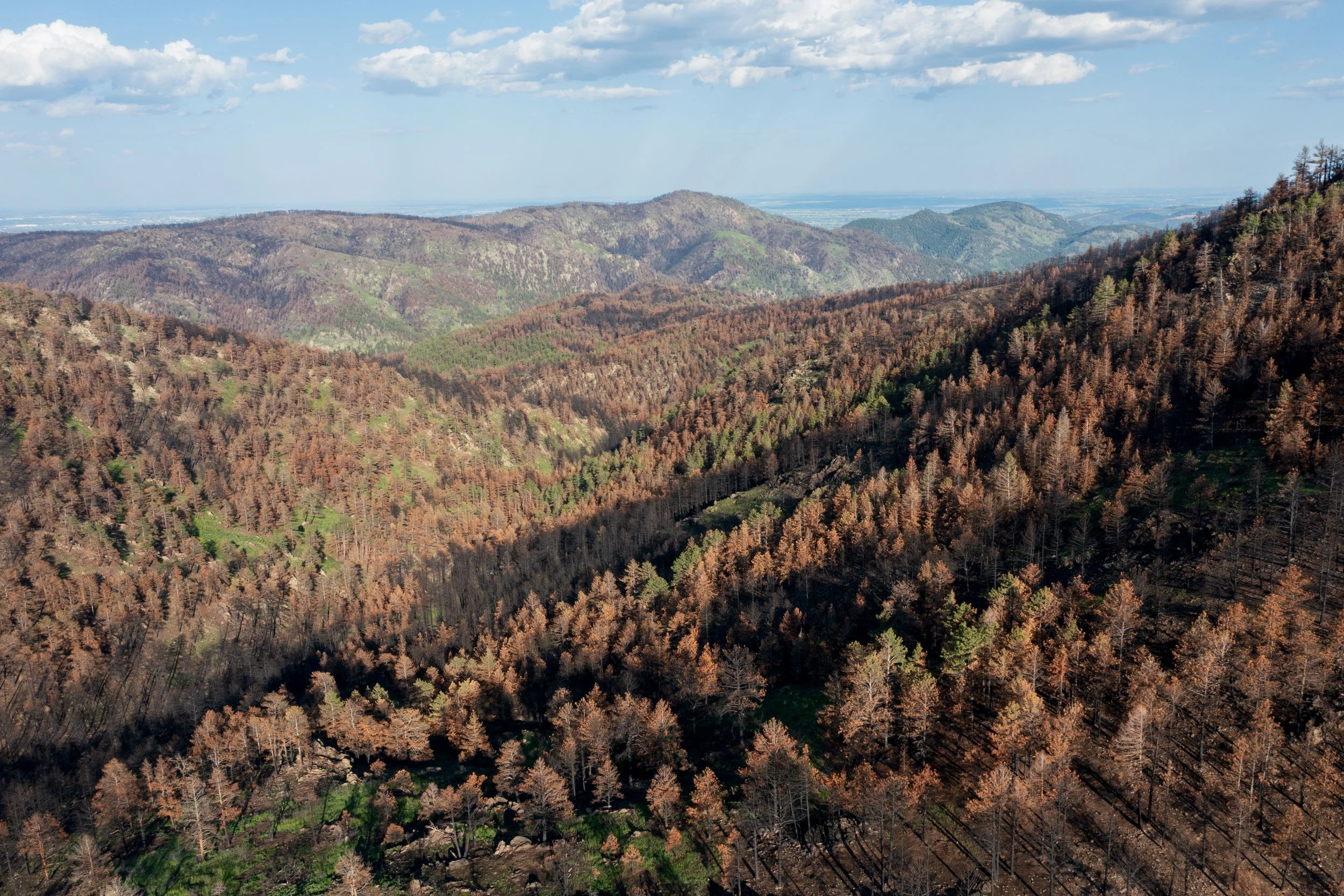 A mosaic of mixed fire effects from the Alexander Mountain Fire in Roosevelt National Forest, Larimer County, Colorado, in 2025, the year after the fire.