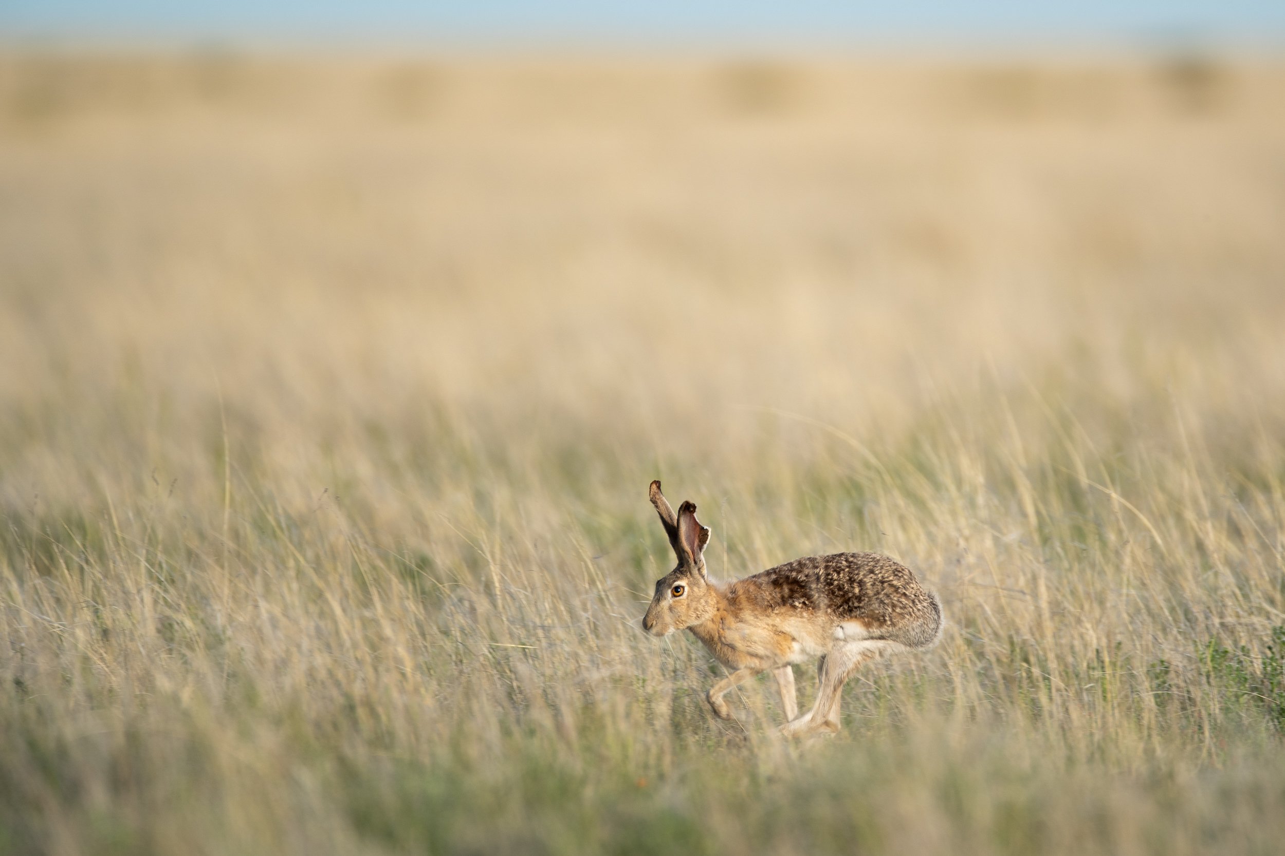 09_Aud_Black-tailed-Jackrabbit_09951_Photo-Evan-Barrientos.JPG