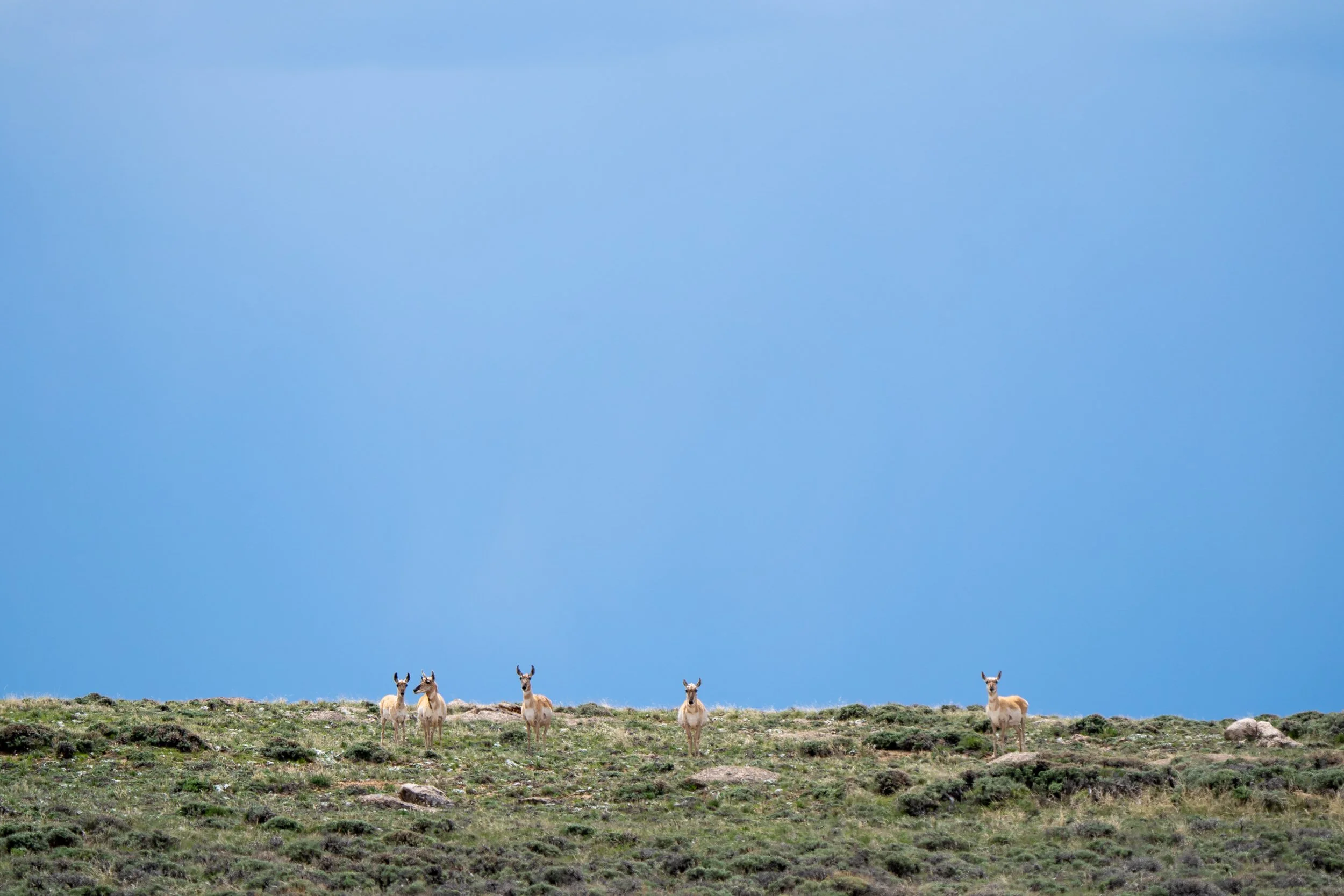 Aud_Pronghorn_230525-00063_Photo-Evan-Barrientos.JPG