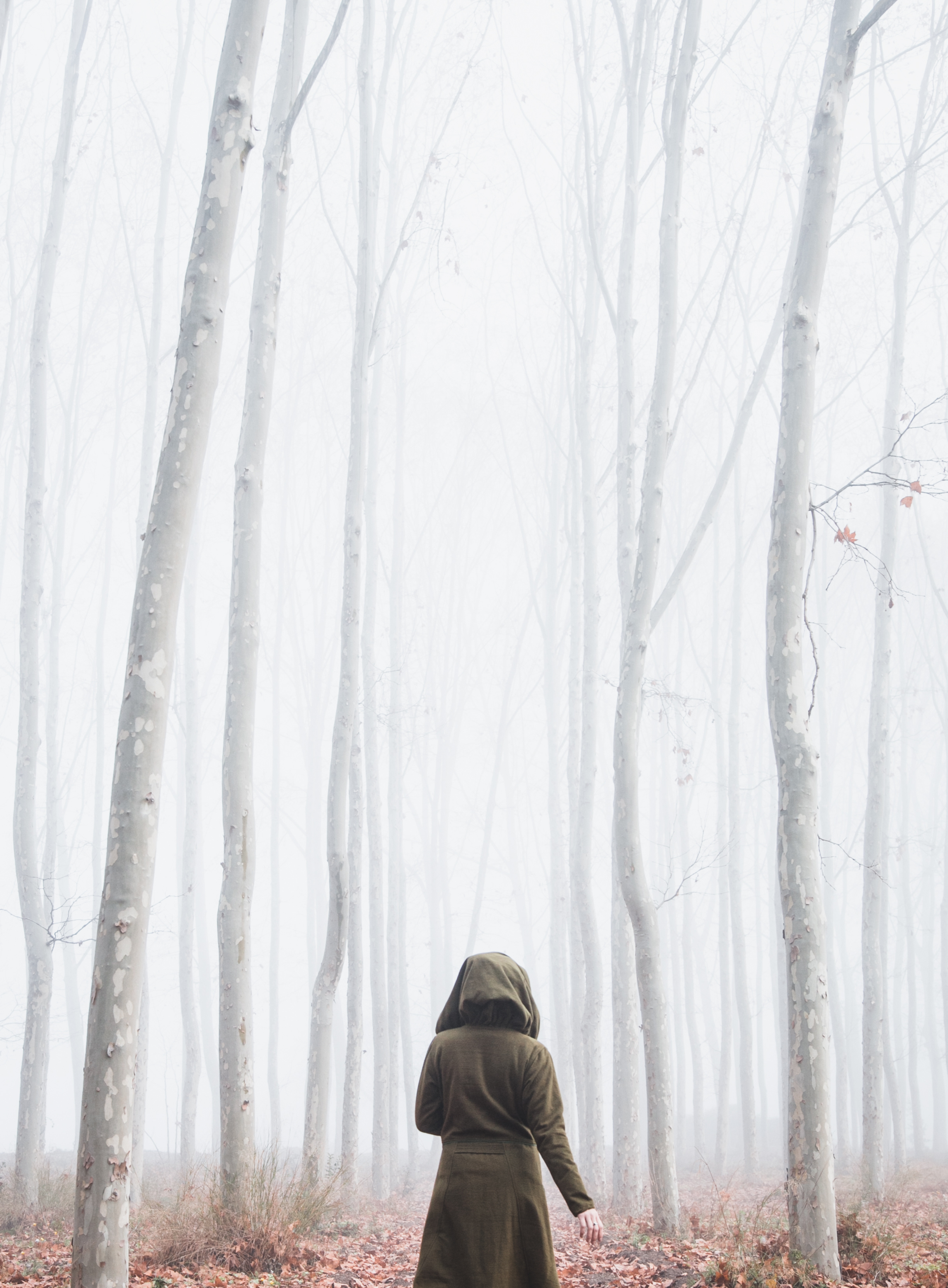 A person wearing a hooded coat walking in a foggy forest with tall, leafless trees and fallen leaves on the ground.