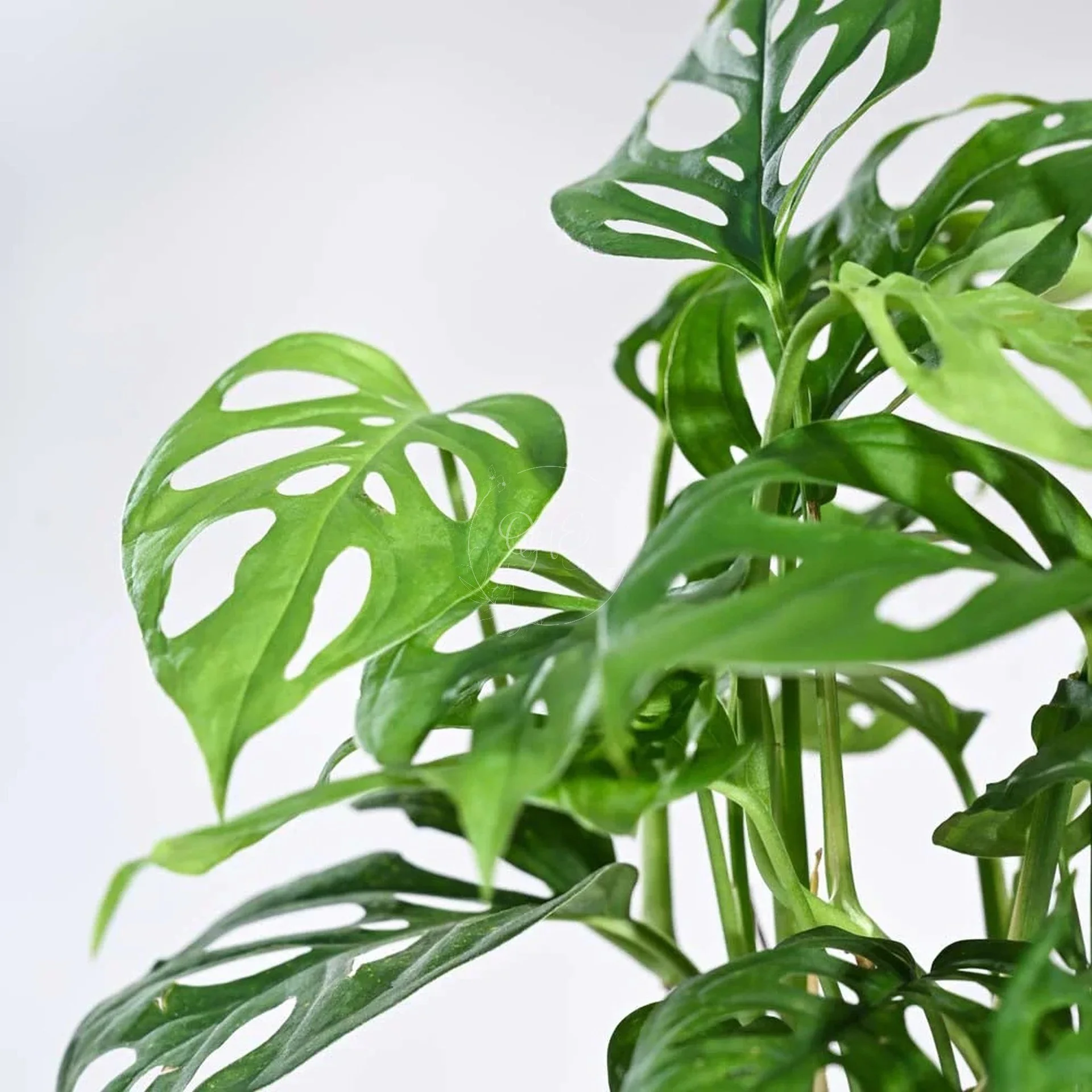 Monstera leaves