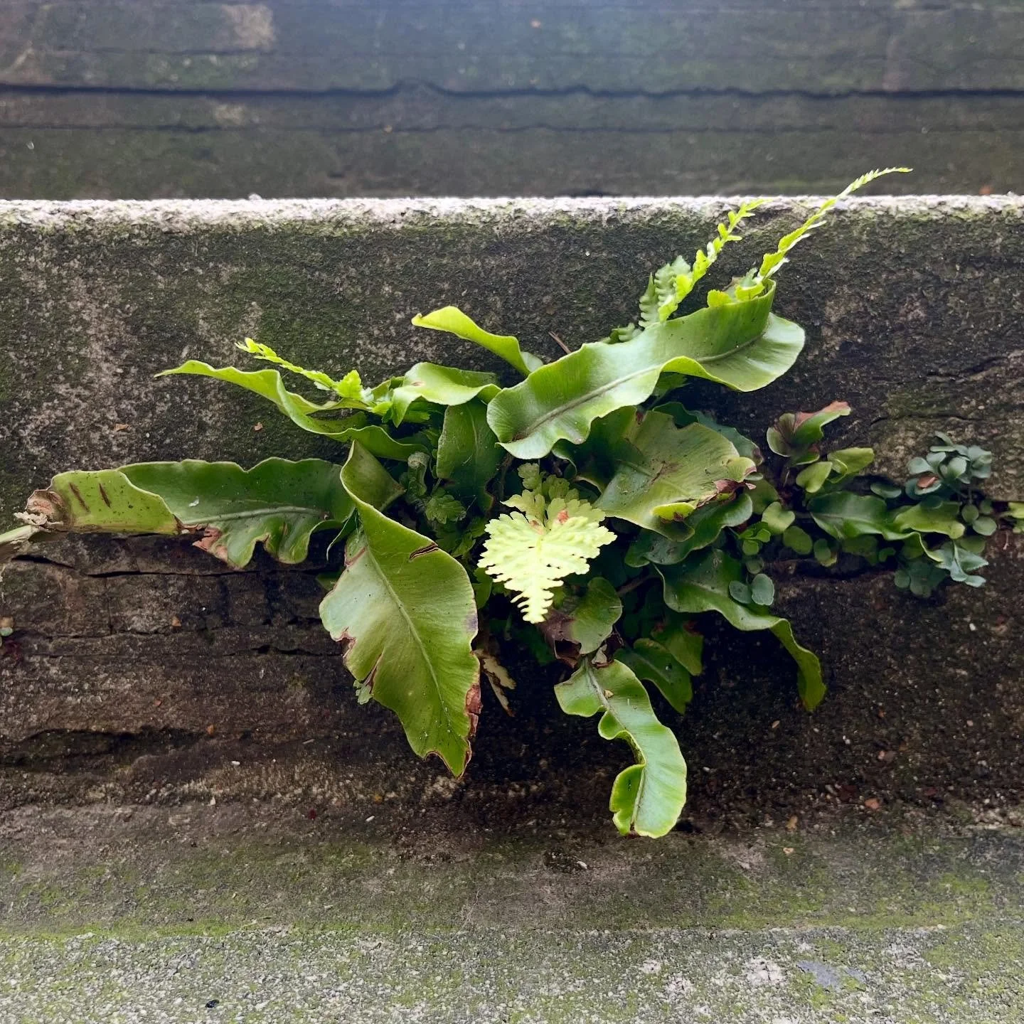 I might be doing myself out of a job here, but sometimes the best parts of a garden are the bits you don&rsquo;t plan, like this gorgeous mangle of ferns emerging through the cracked cement in my steps

#ferns #incidentalgardening #mygardentoday