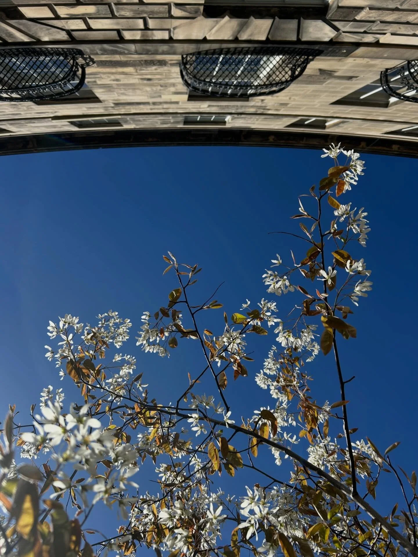 Spring be springing - in photographs anyway, in reality it&rsquo;s 8 degrees!

#amelanchierlamarckii #blossom #blueskies #lookup #mygardentoday