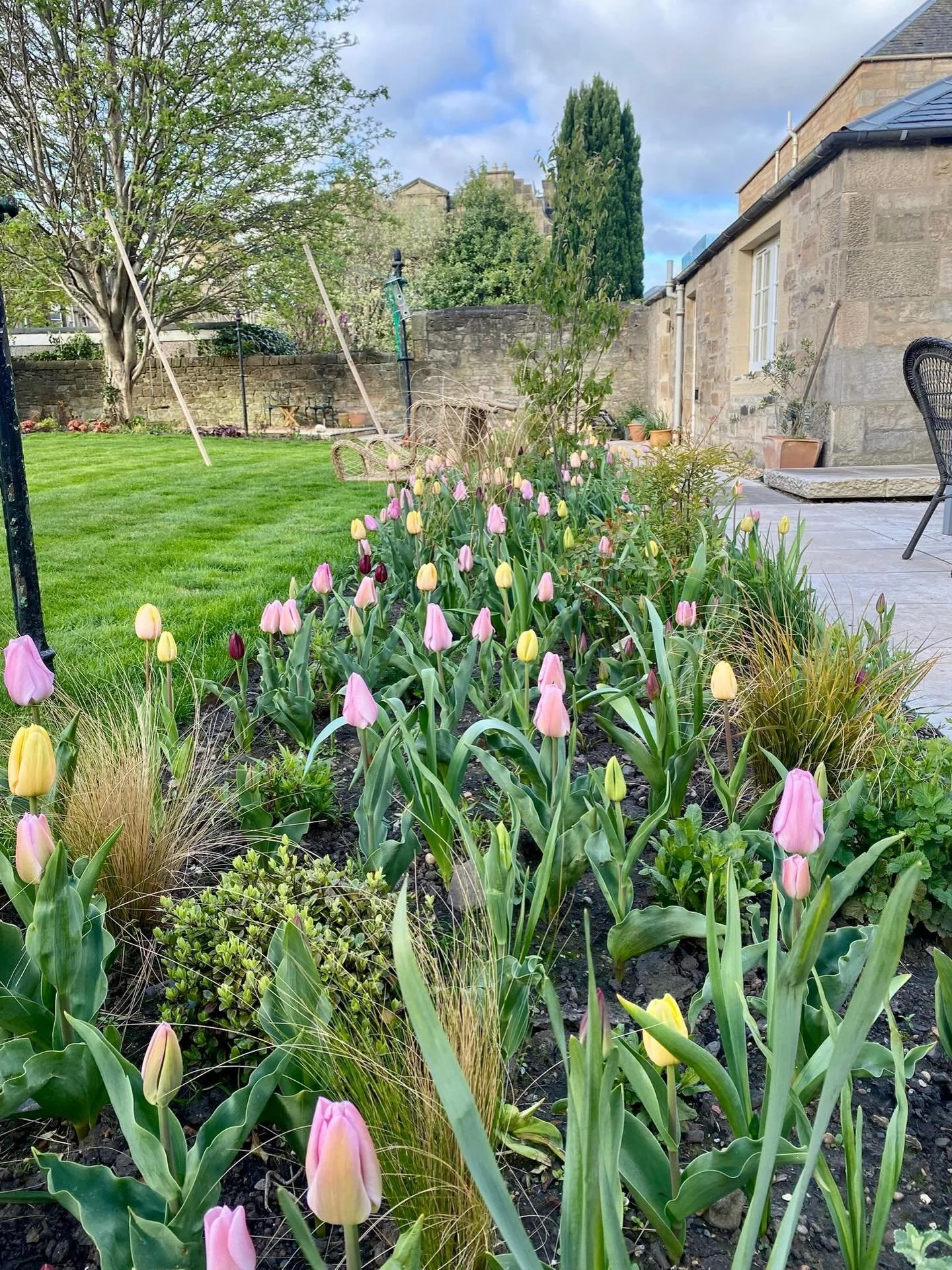 Spring colour galore in this Morningside garden - planting over 500 tulips was certainly worth the effort last Autumn and there&rsquo;s another 250 alliums still to pop up. More is definitely more with bulbs. Apologies Mies!

#springbulbs #tulipronal