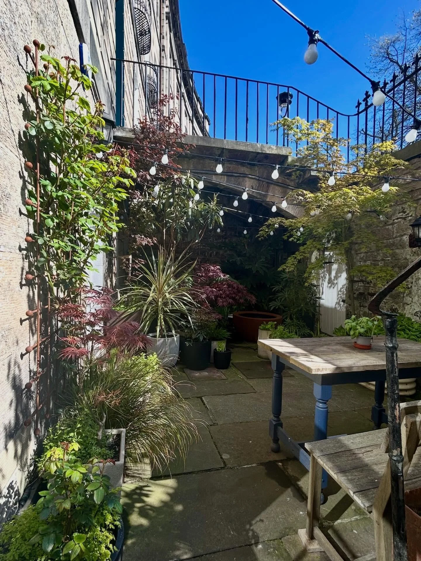 Courtyard snapshots in the spring sunshine #mygardentoday