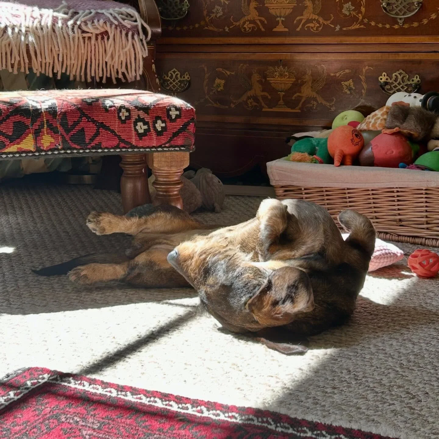 Working on a sunny bank holiday is optional for some!?

#solarpowereddog #wirehaireddachshund #dachsundsofinstagram