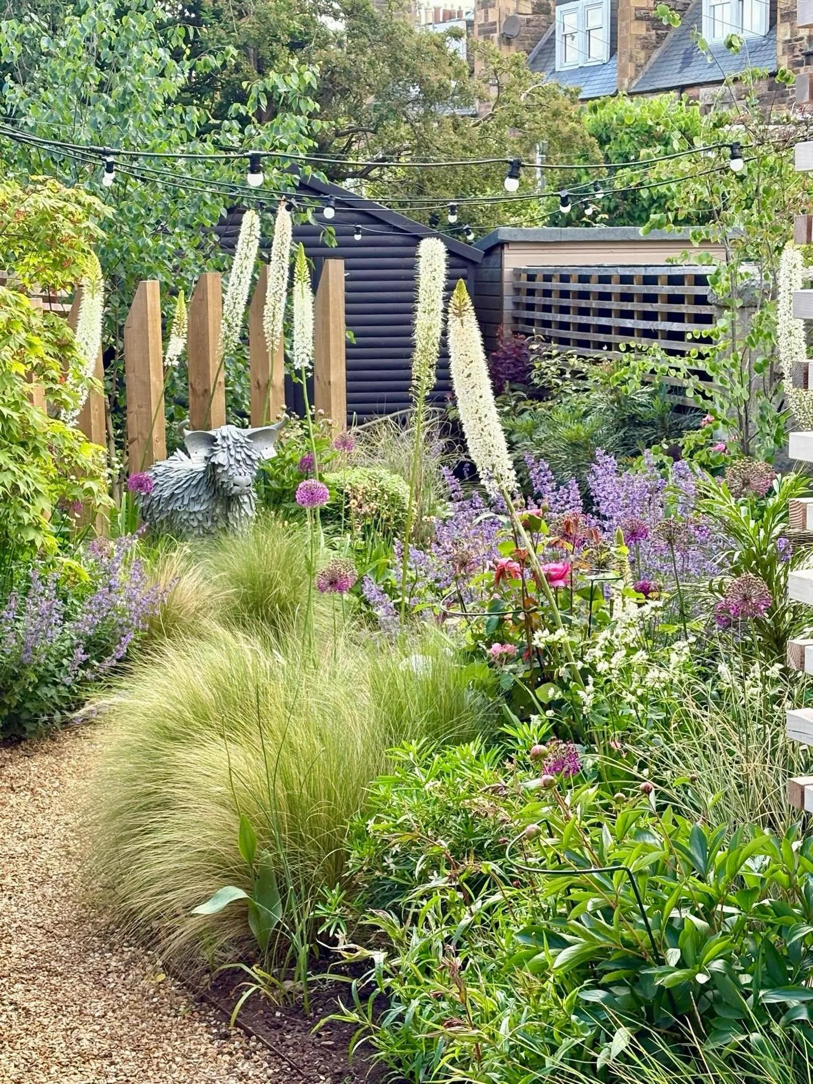 Eremurus growing great guns in this back garden - these, and the rest of the borders, were only planted last year but are already looking ruddy fantastic!

#eremurus #springfloweringbulbs #edinburghgardendesigner