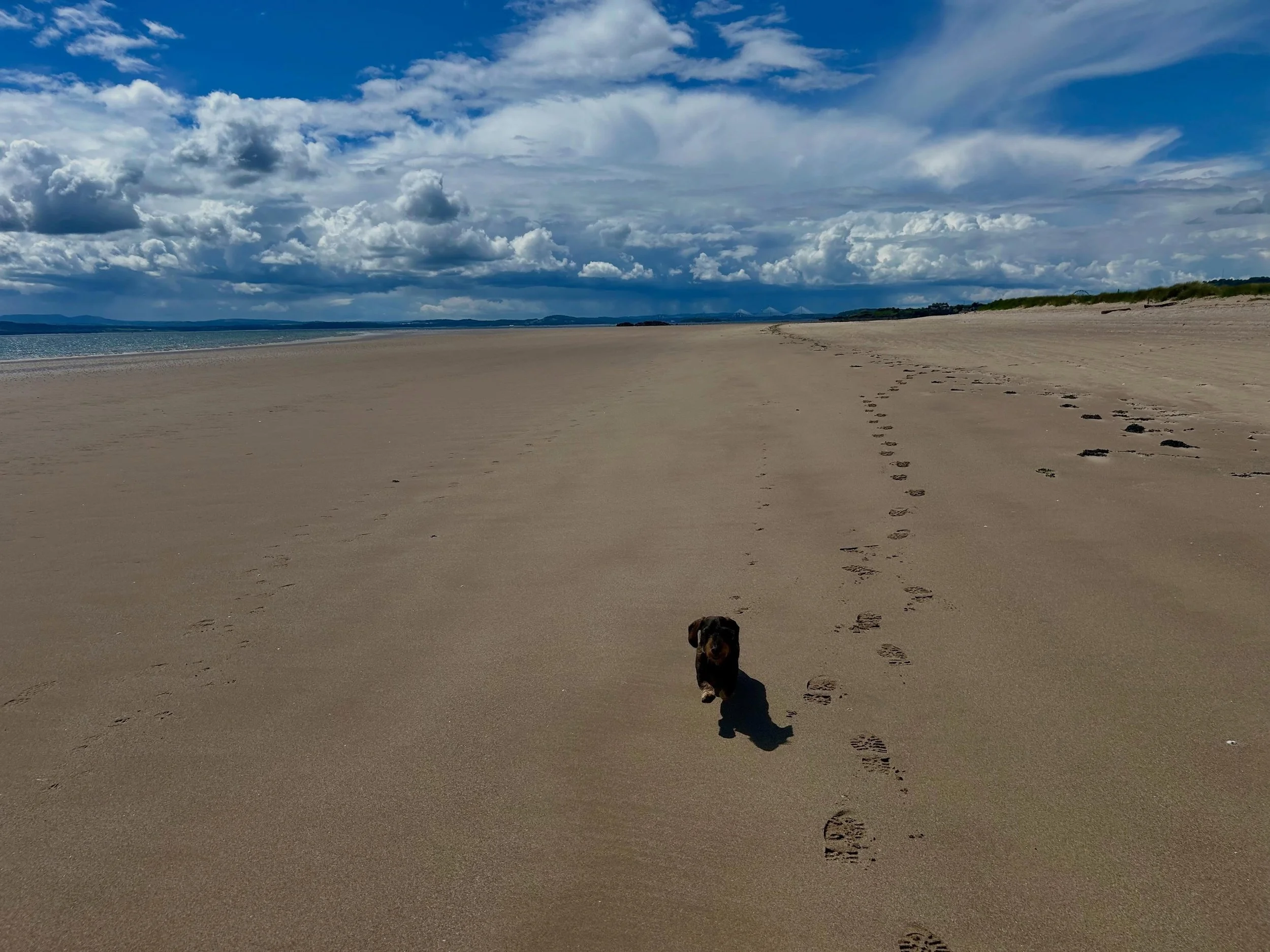 Not exactly the rainy day that was forecast!

#wirehaireddachshund #dachshundsofinstagram #scottishbeaches #fifecoastalpath
