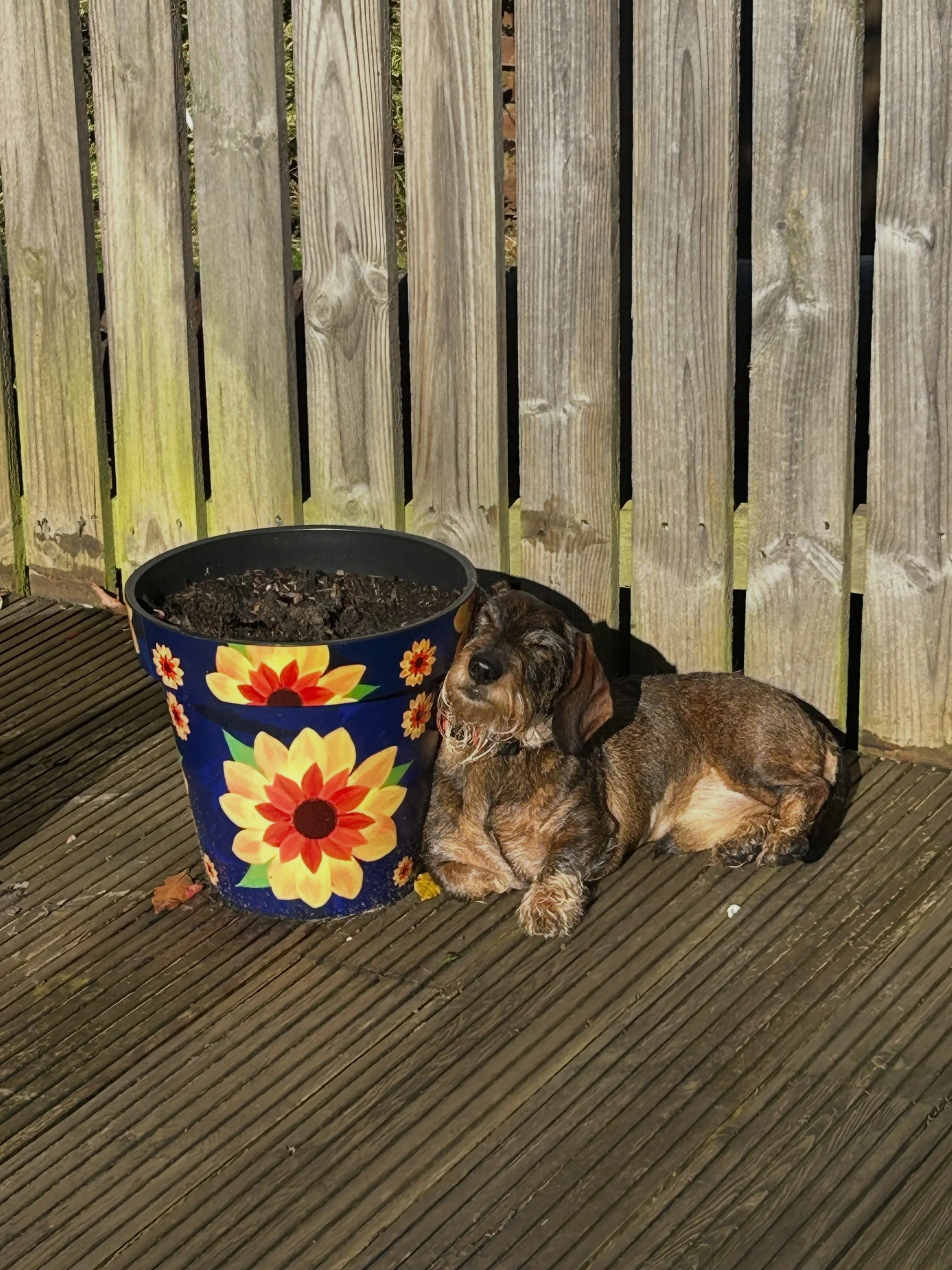 Papped earlier today sleeping on the job, when he was supposed to be holding the end of a tape measure!

#solarpowereddachshund #wirehaireddachshund #gardensurvey #edinburghgardendesigner