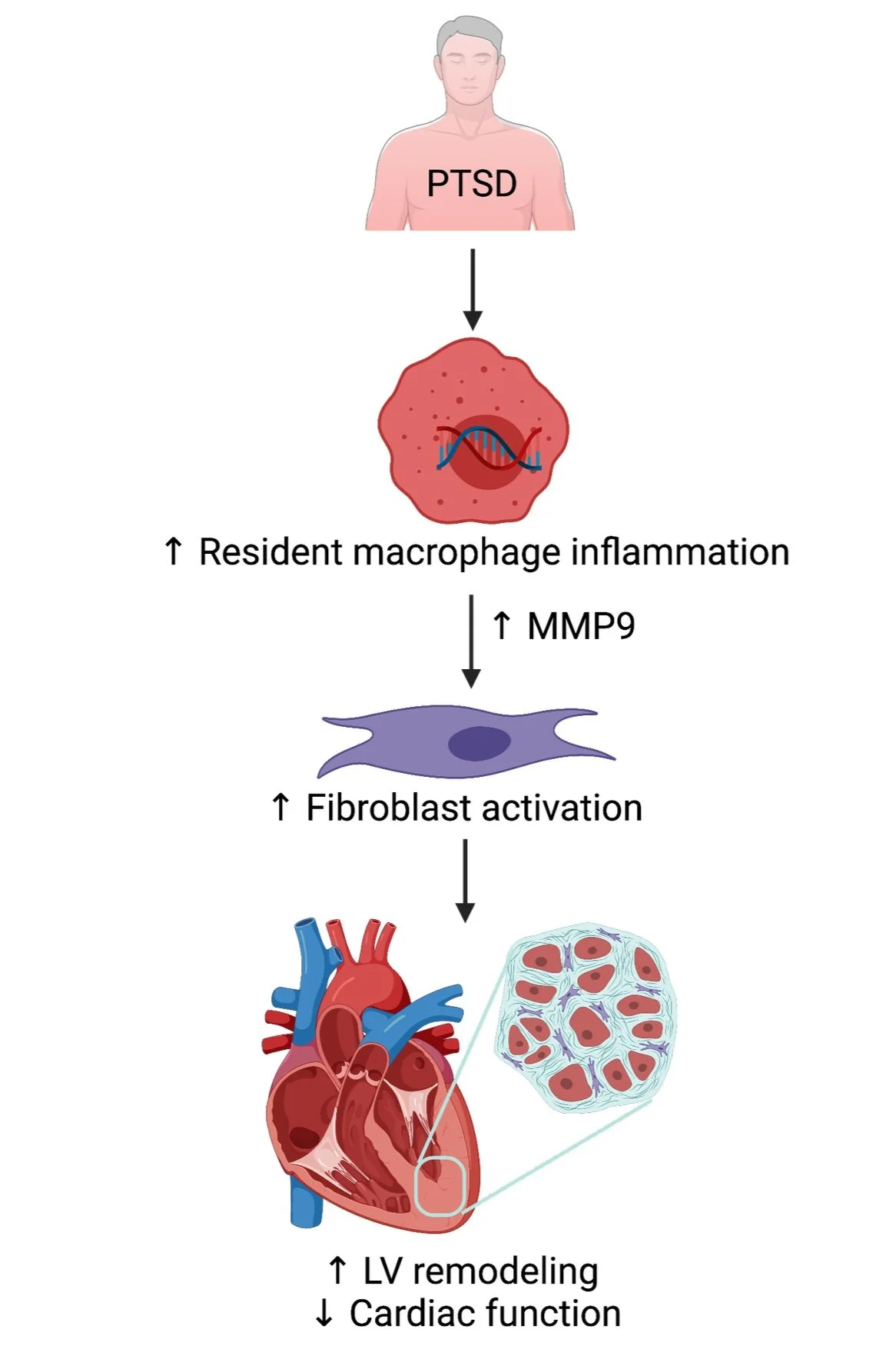 Pennell Lab Project 2: Mental health associations with CVD — DeLeon-Pennell Laboratory