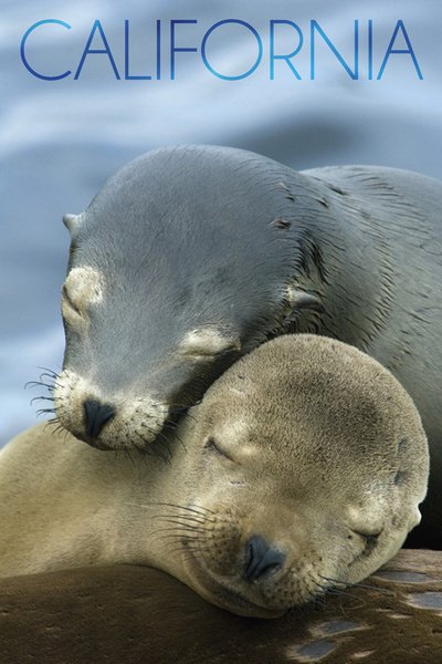 California - Sea Lions Cuddle
