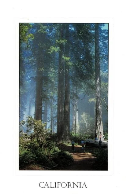 California Redwoods
