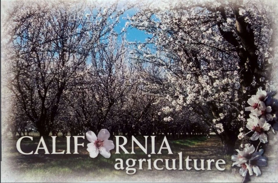 A Californian Almond Orchard in Bloom