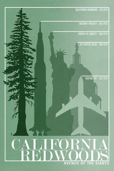 California Redwoods - Avenue of the Giants