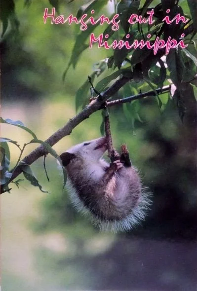 Possum Greetings from Mississippi